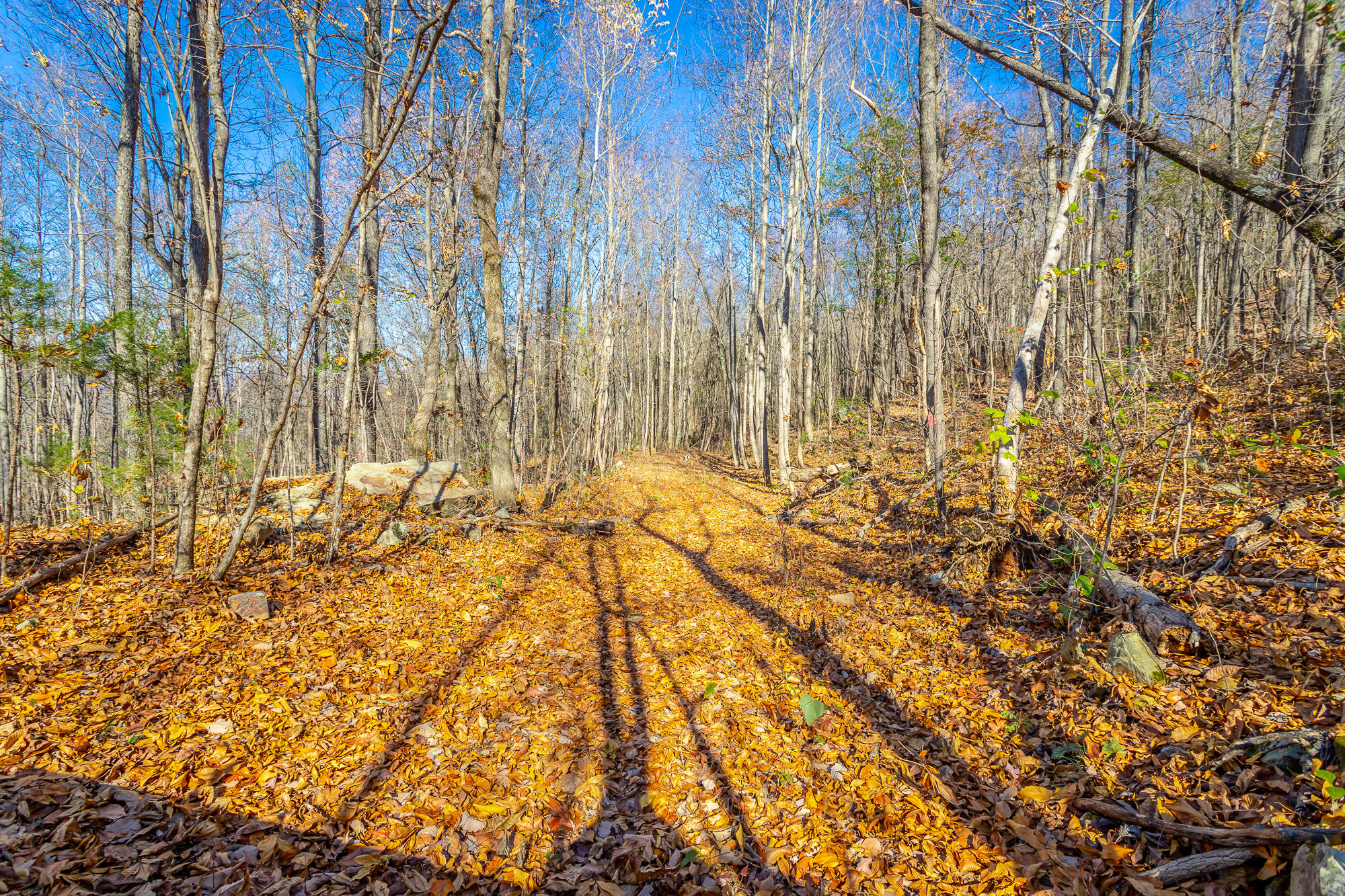 1111 Ditch Gap Road, Whitwell, Tennessee image 14