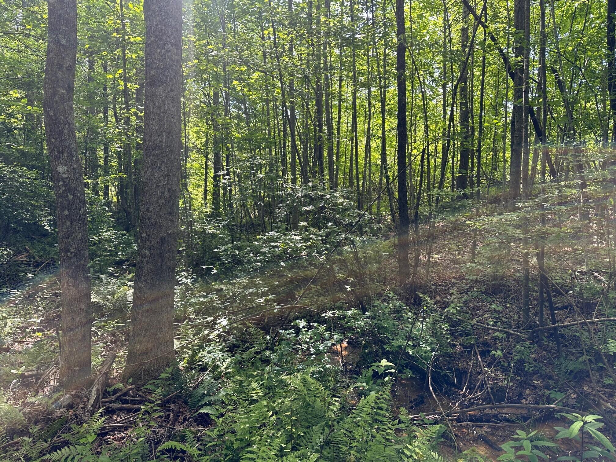 5201 Highway 150, Sequatchie, Tennessee image 6