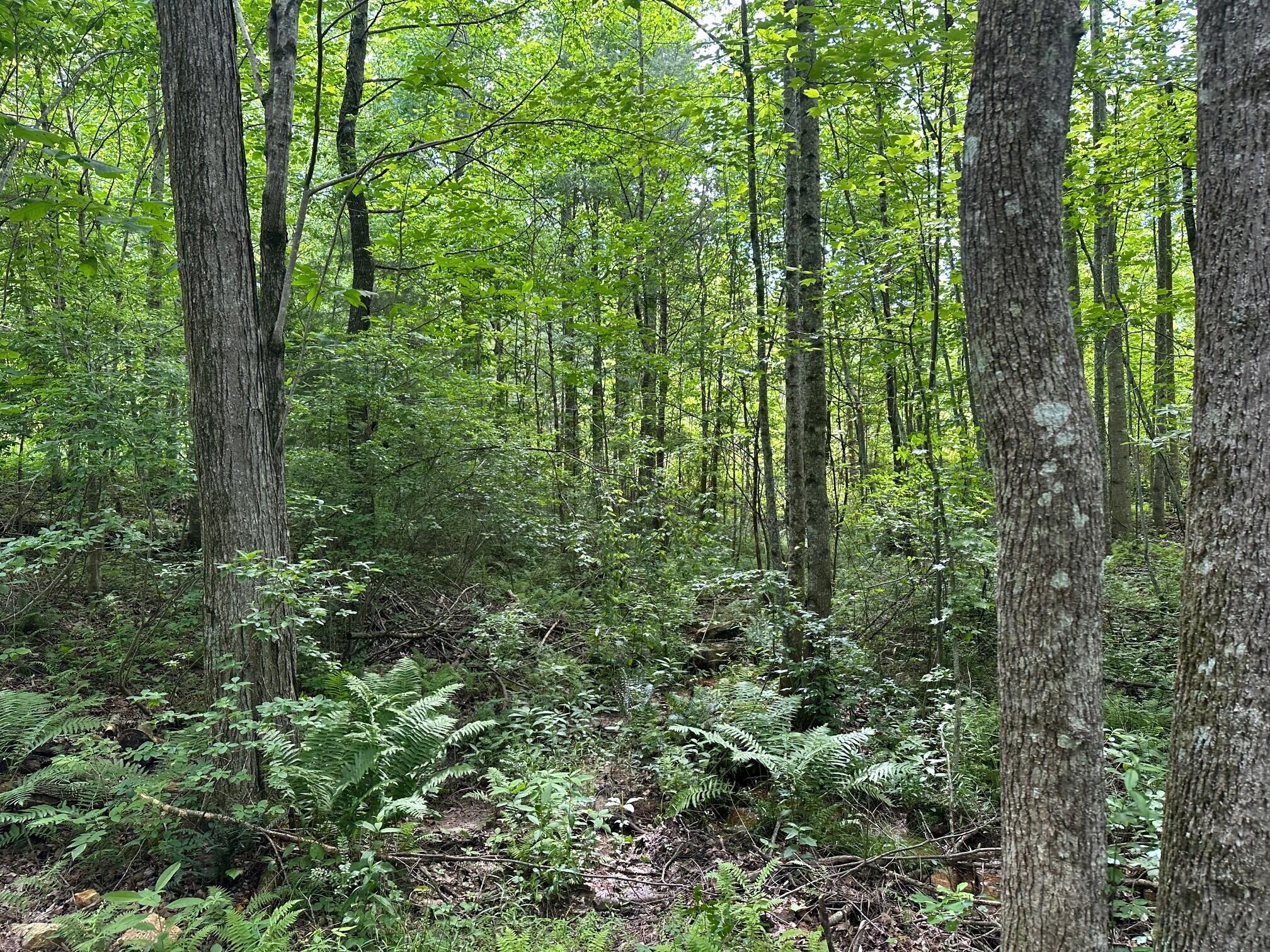5201 Highway 150, Sequatchie, Tennessee image 7