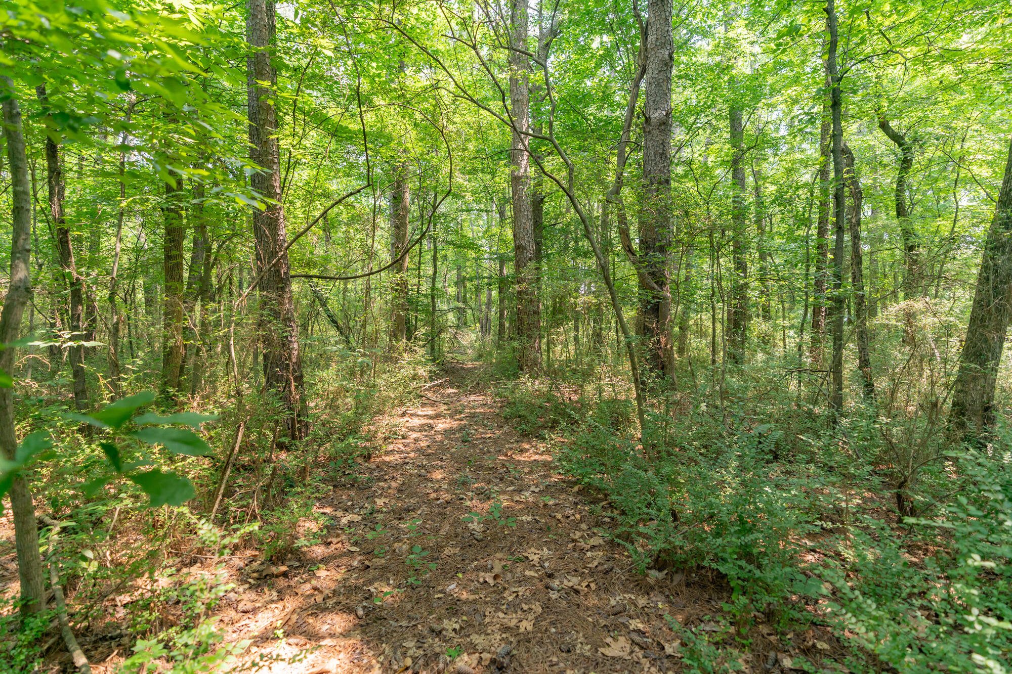 232 Bass Road, Chattanooga, Tennessee image 45