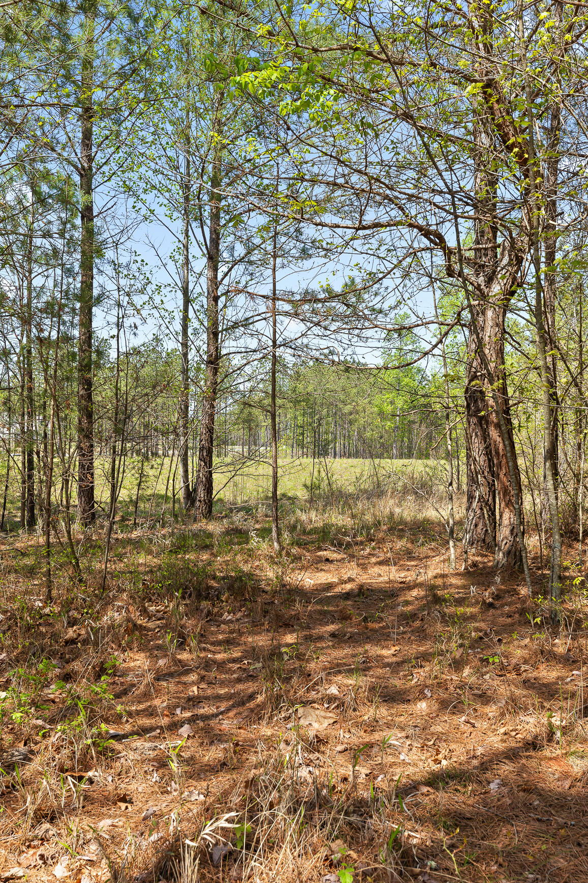 Lot 93 Raulston Falls Road, Jasper, Tennessee image 29
