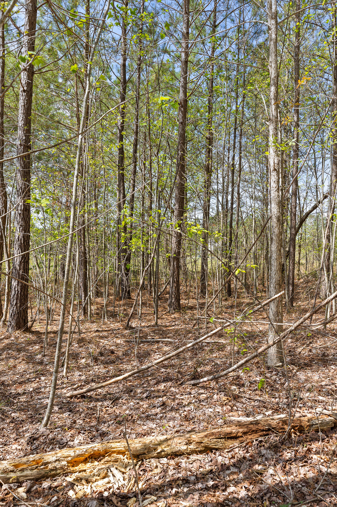 Lot 93 Raulston Falls Road, Jasper, Tennessee image 28