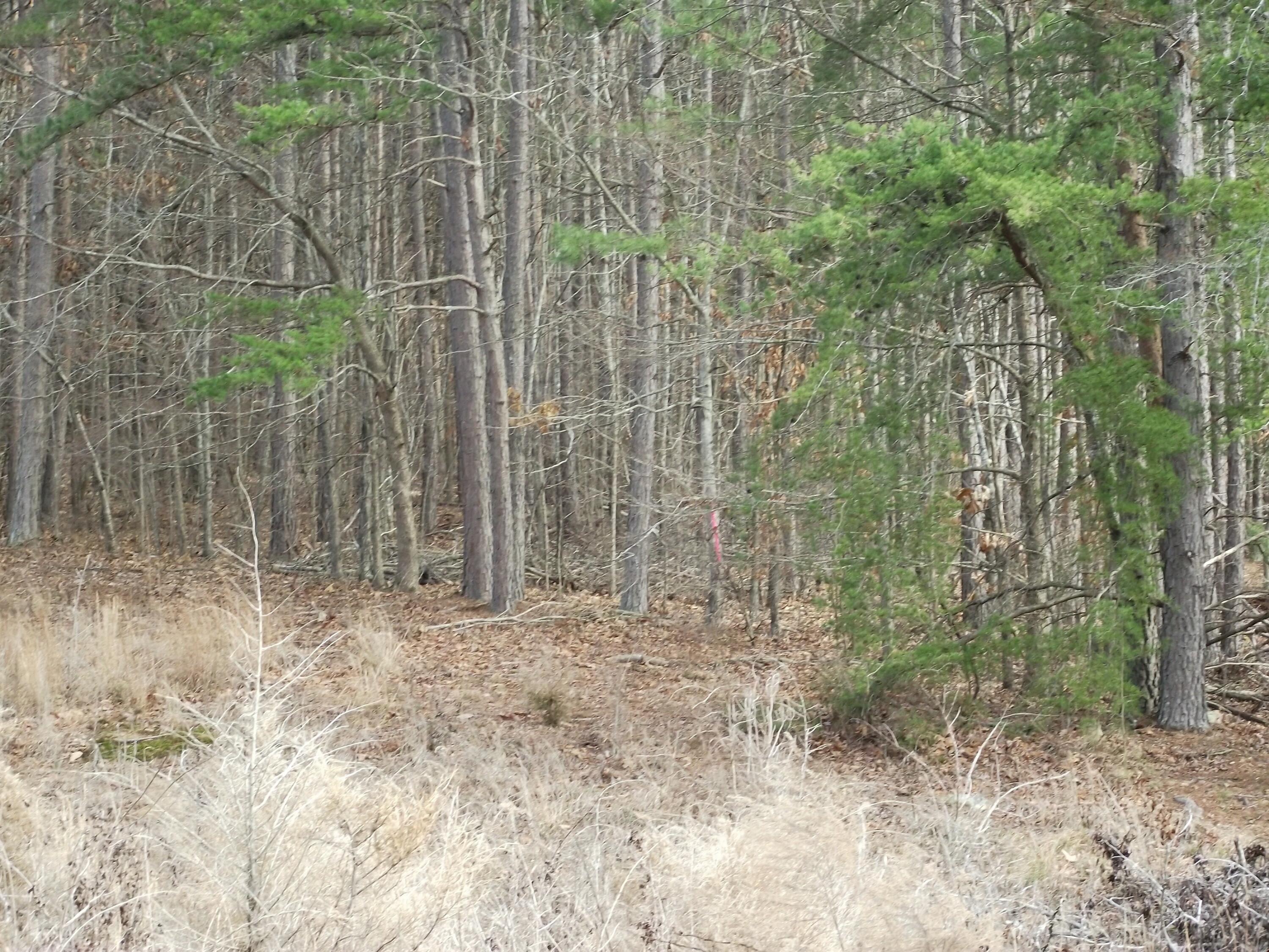 11 Highway 156, South Pittsburg, Tennessee image 3