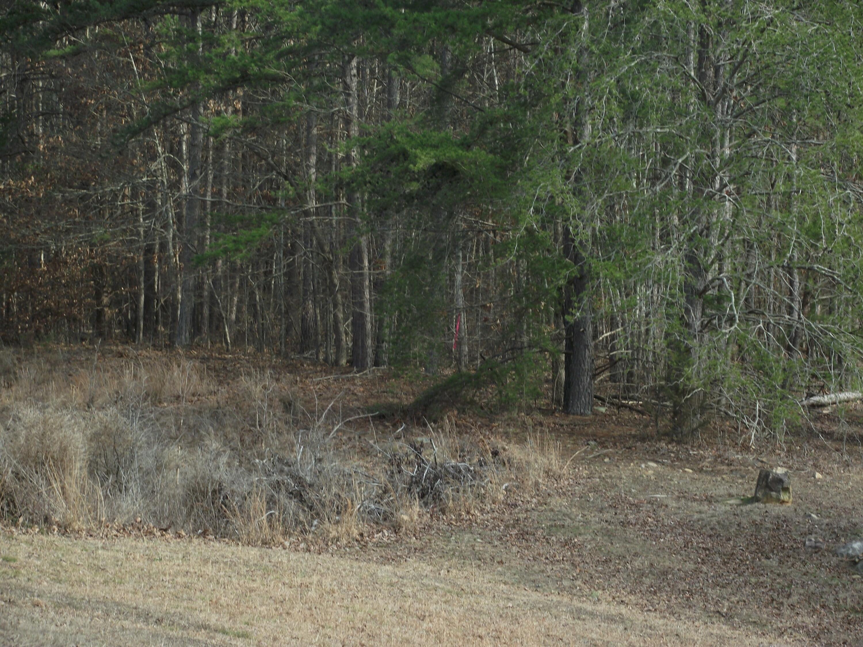 11 Highway 156, South Pittsburg, Tennessee image 2