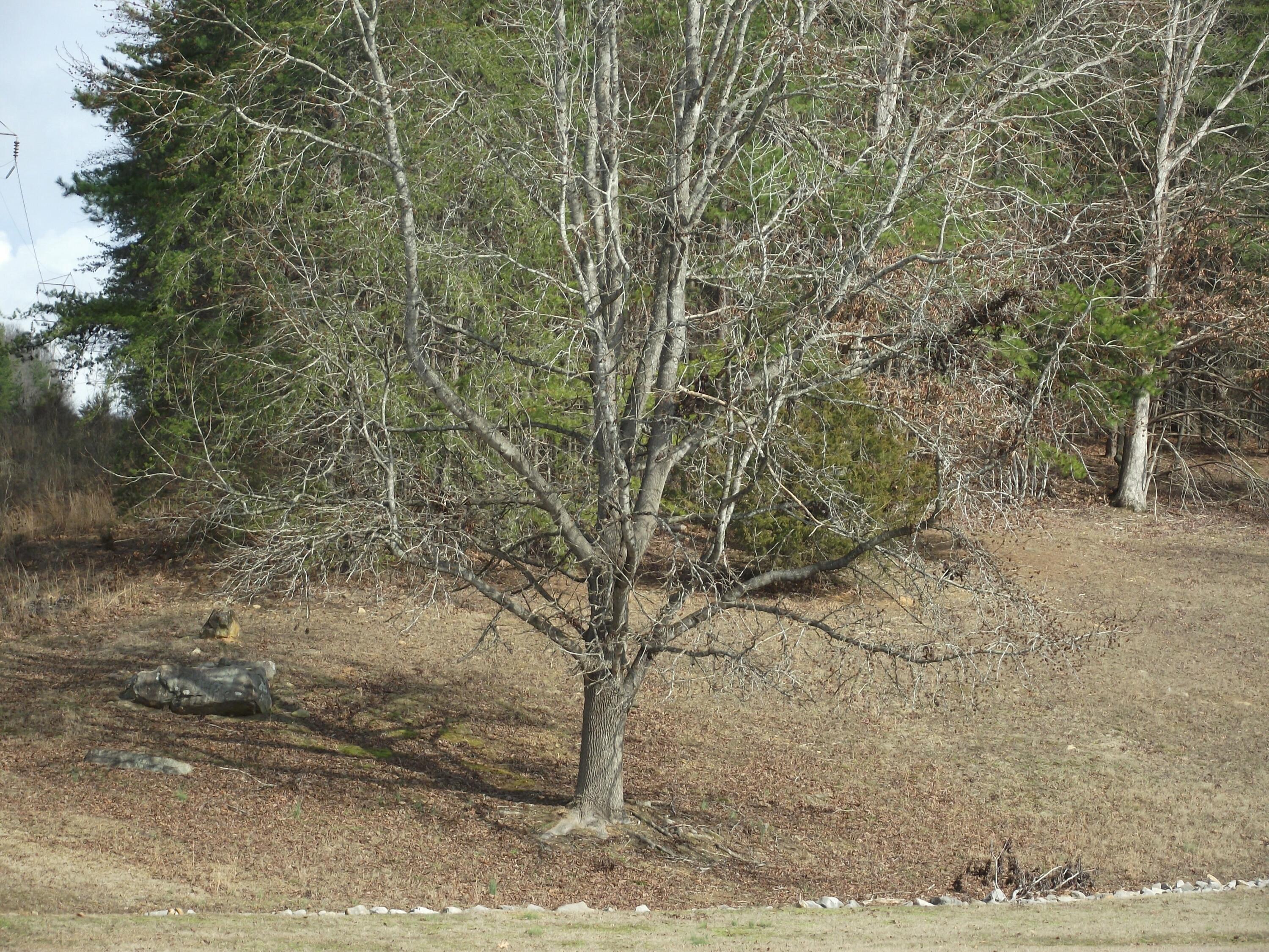11 Highway 156, South Pittsburg, Tennessee image 11