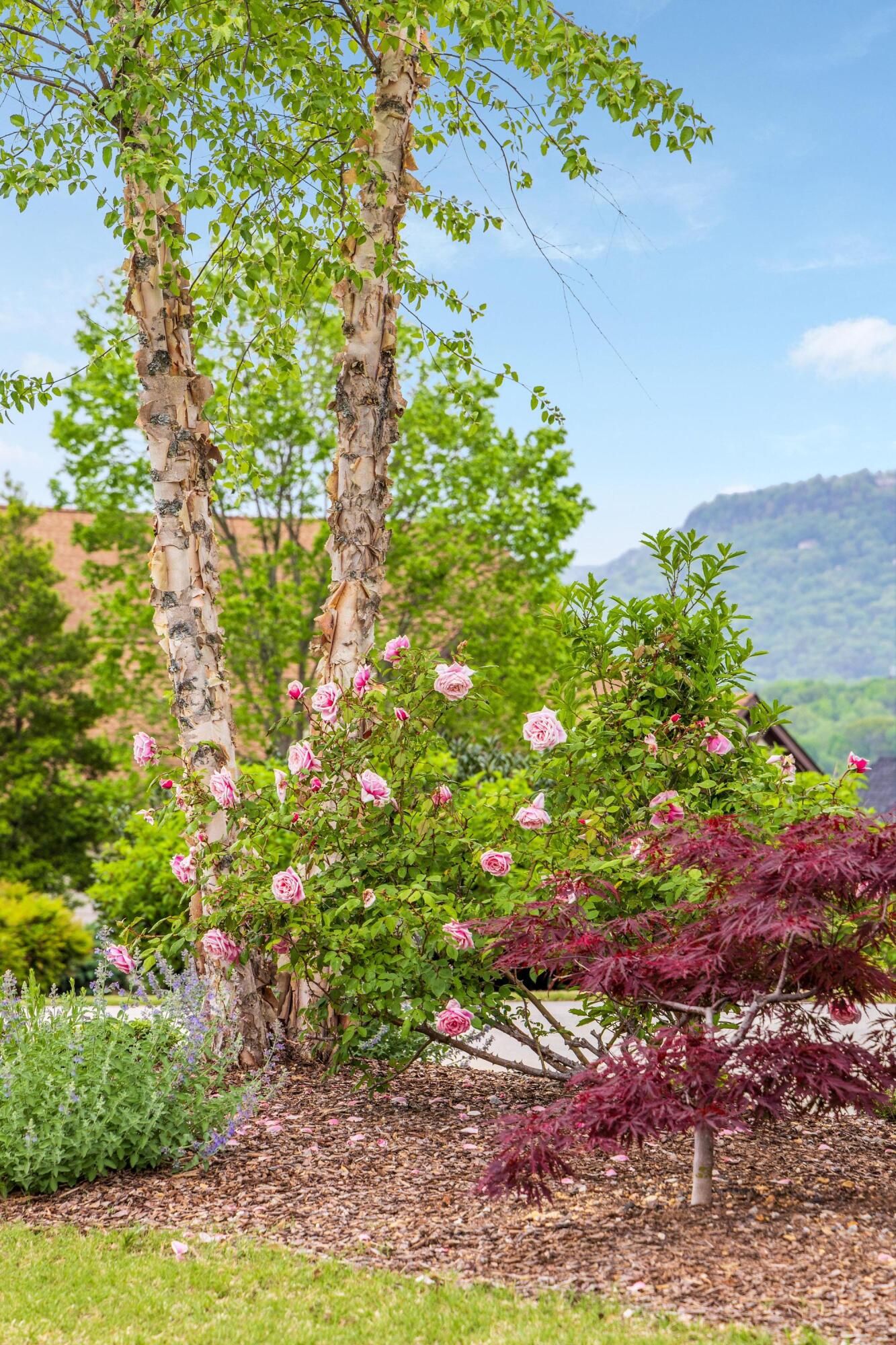 619 Hill Pointe Lane, Chattanooga, Tennessee image 48