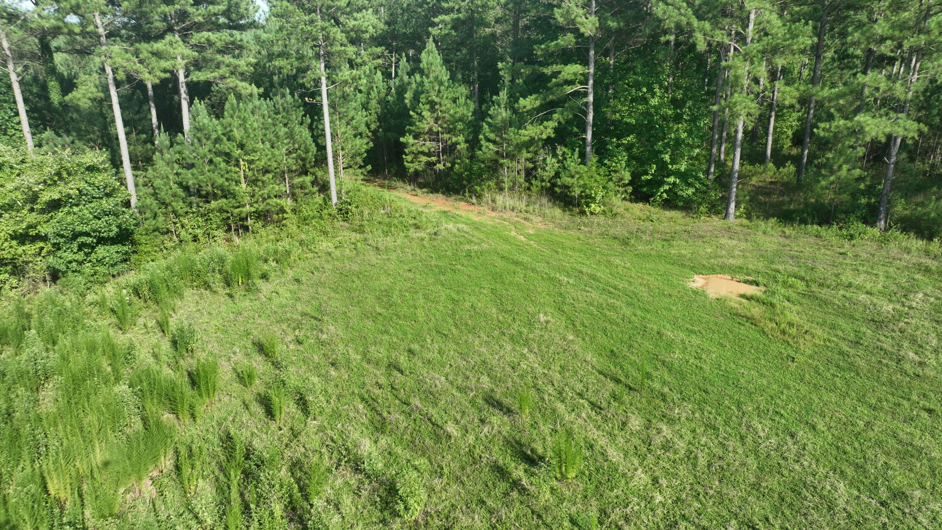 Mccallie Ferry Road, Sale Creek, Tennessee image 9
