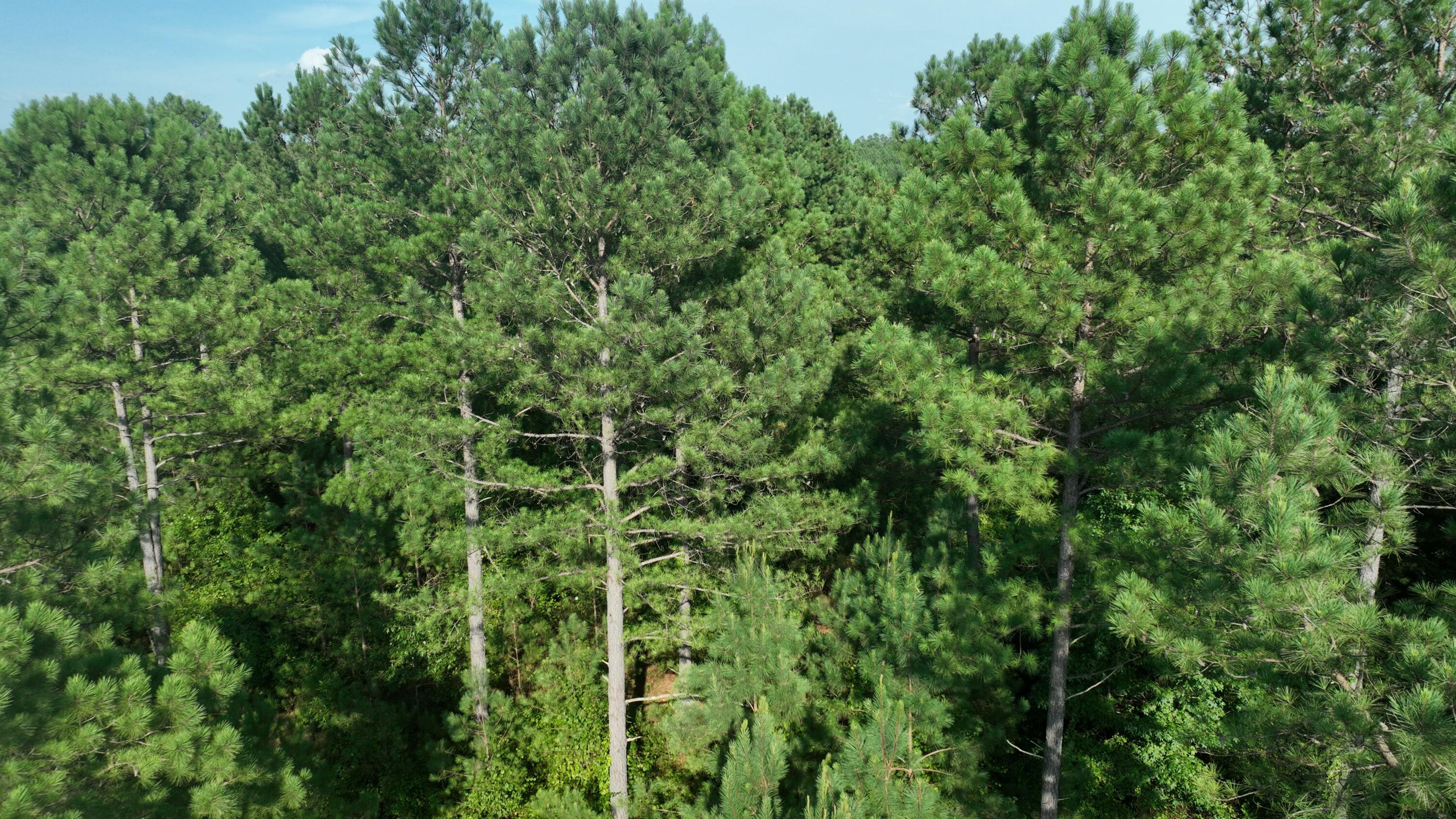 Mccallie Ferry Road, Sale Creek, Tennessee image 11
