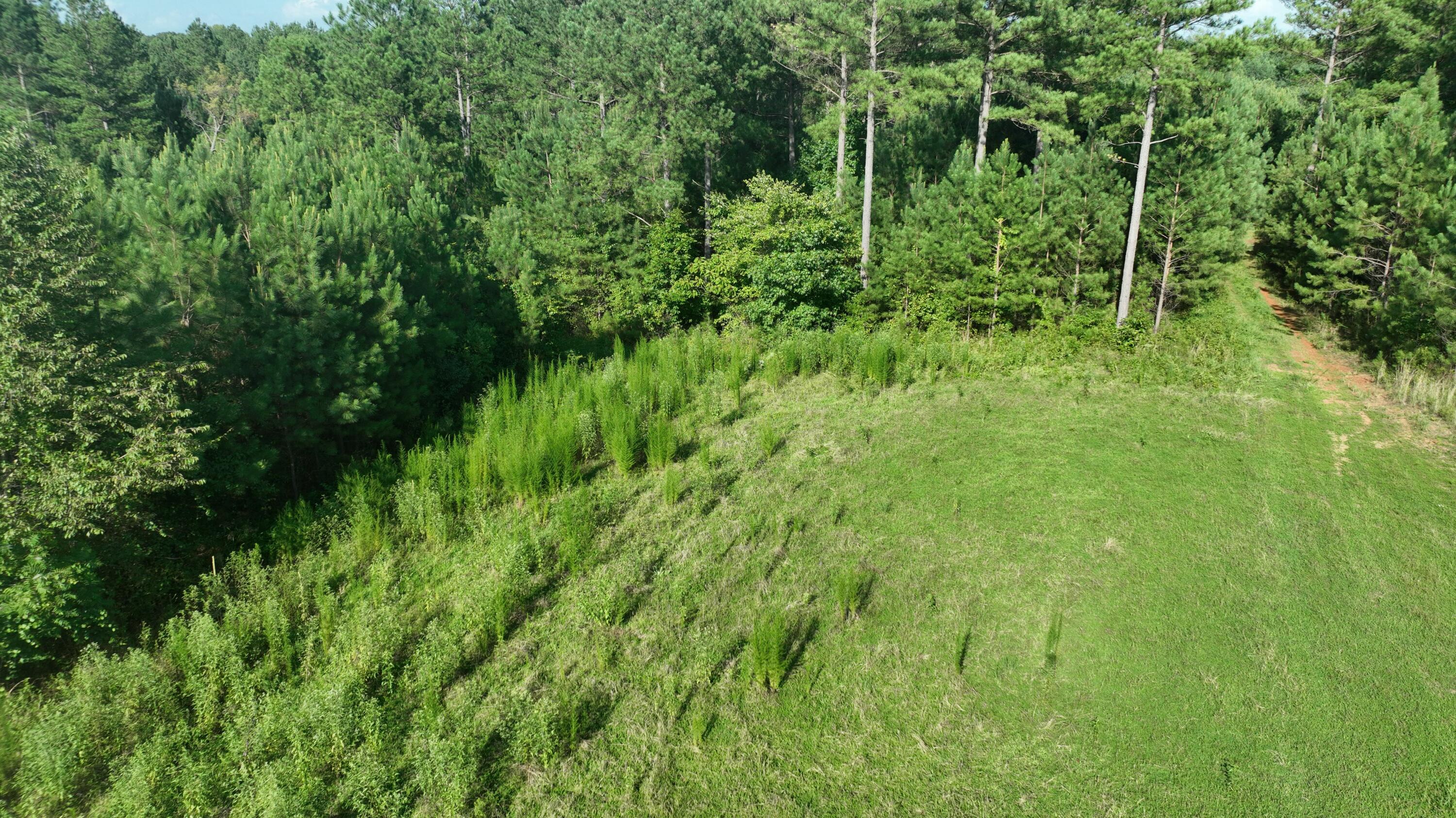 Mccallie Ferry Road, Sale Creek, Tennessee image 8
