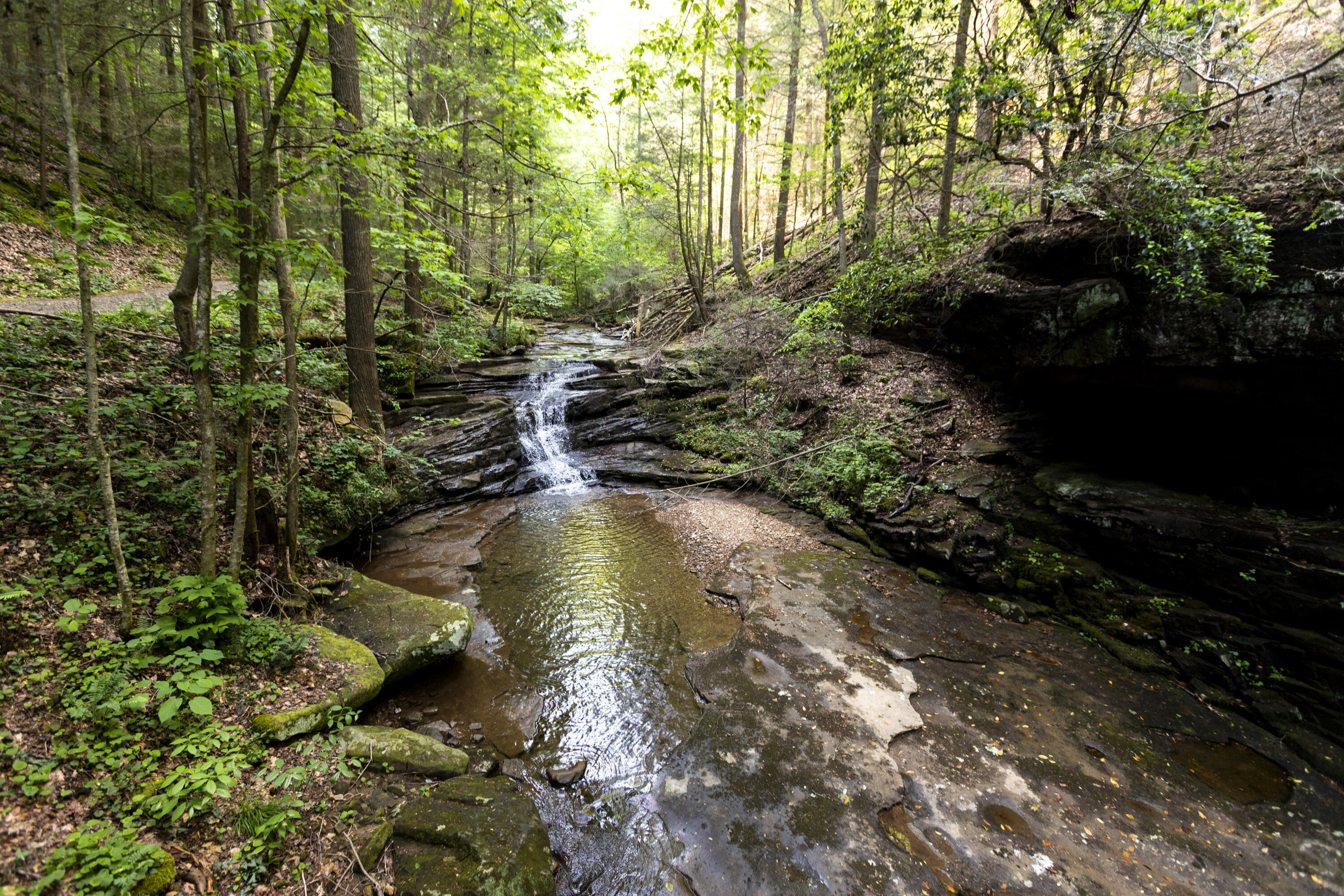 Turkey Trl Trail, Dunlap, Tennessee image 40
