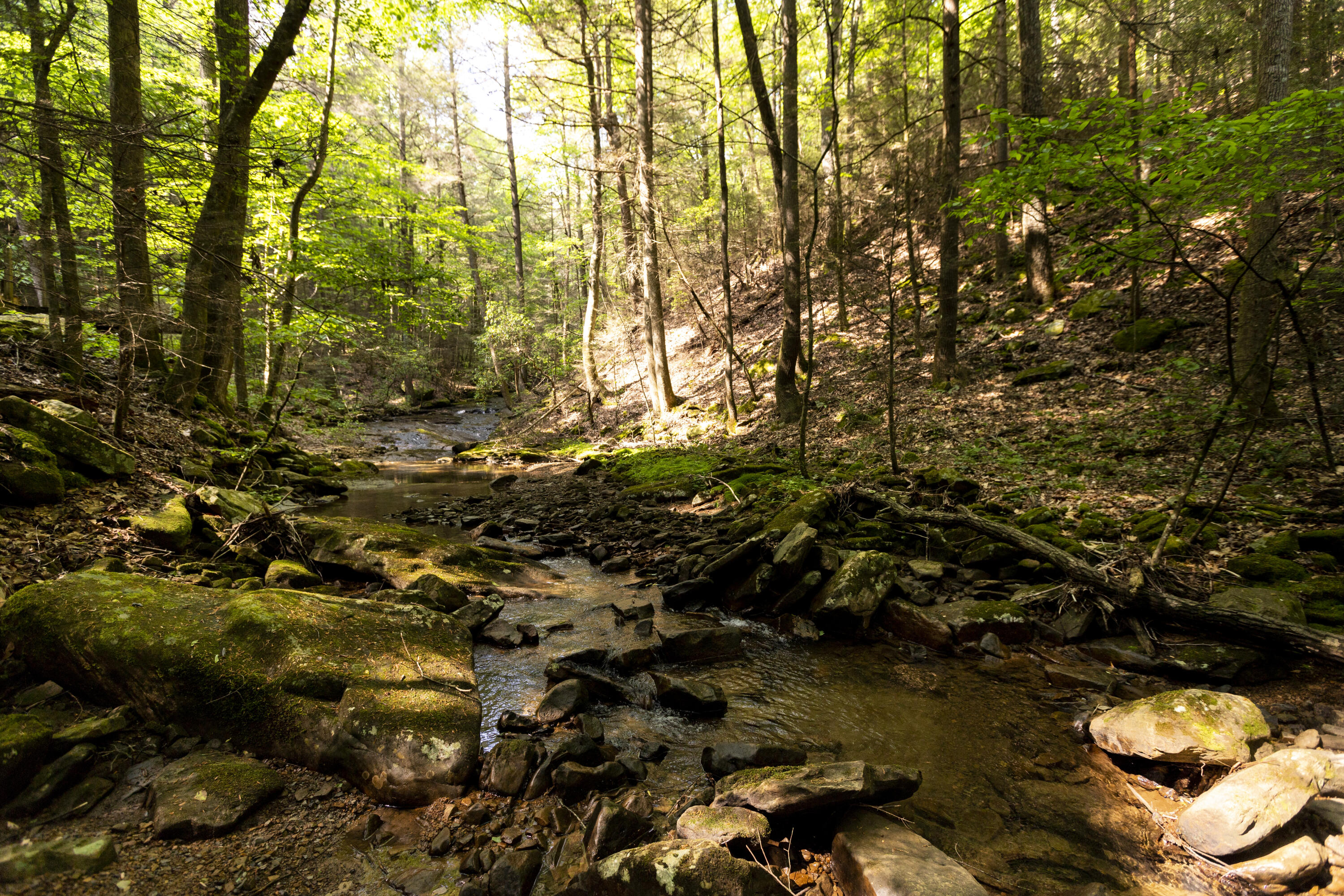 Turkey Trl Trail, Dunlap, Tennessee image 37