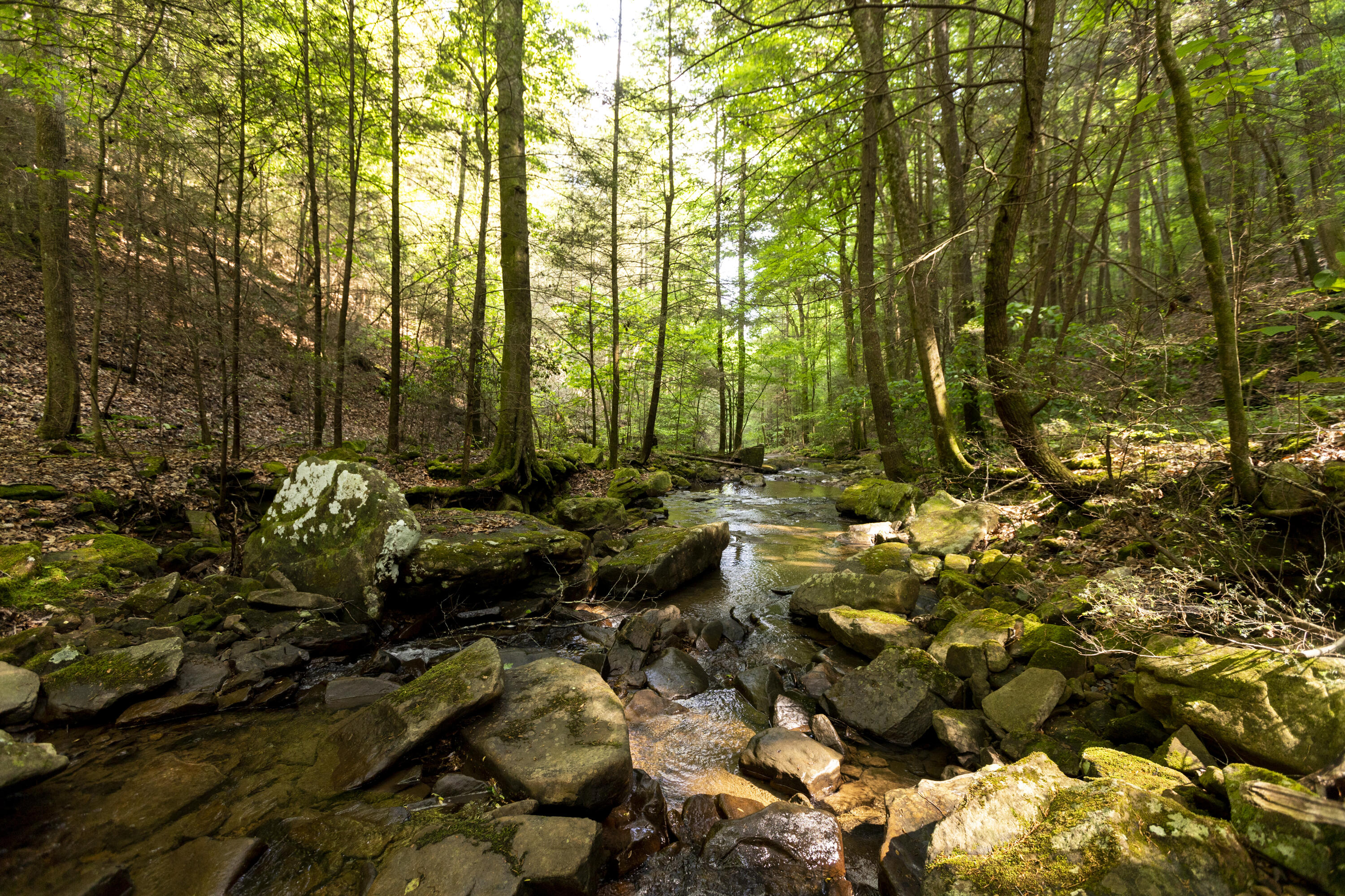 Turkey Trl Trail, Dunlap, Tennessee image 36