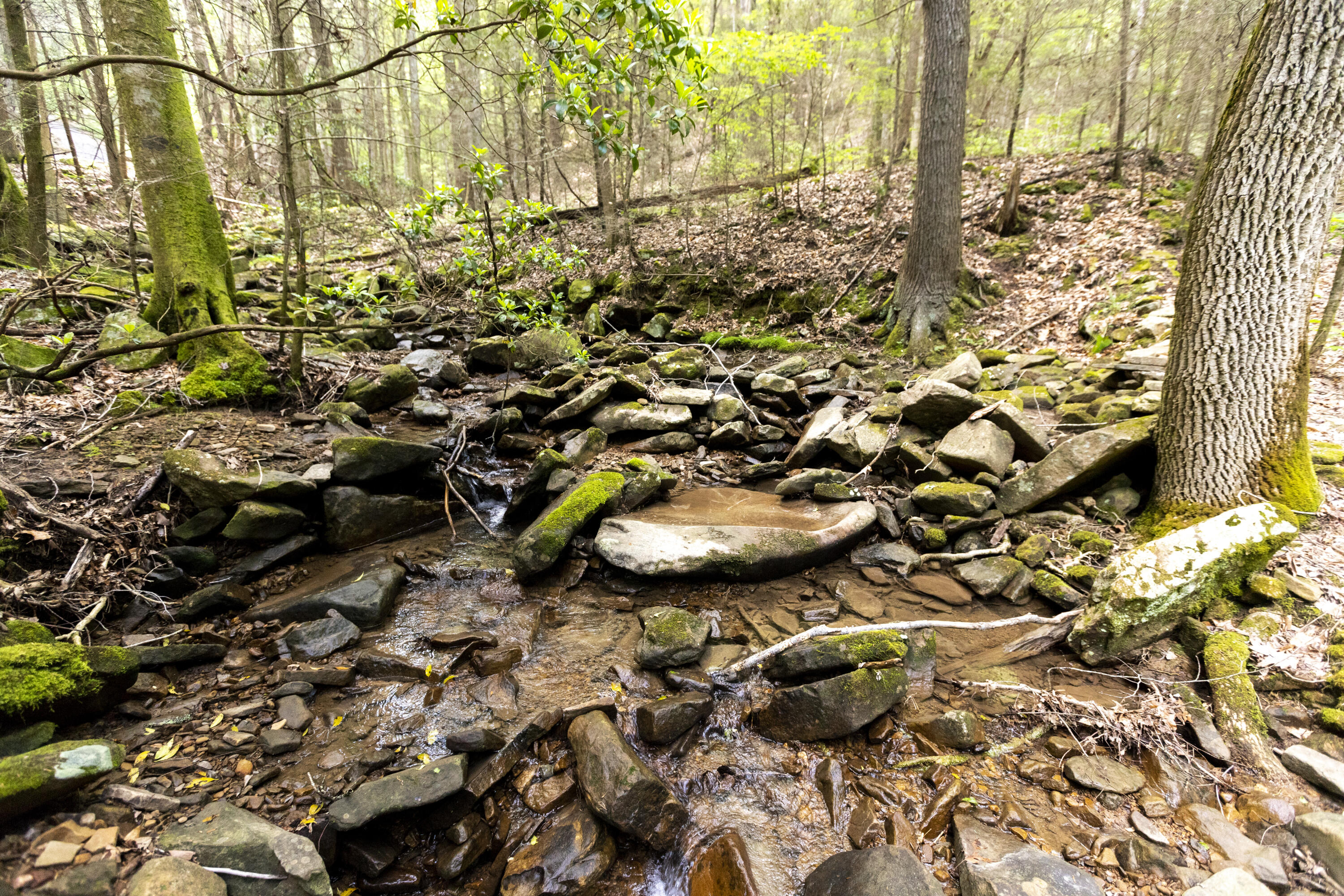 Turkey Trl Trail, Dunlap, Tennessee image 35