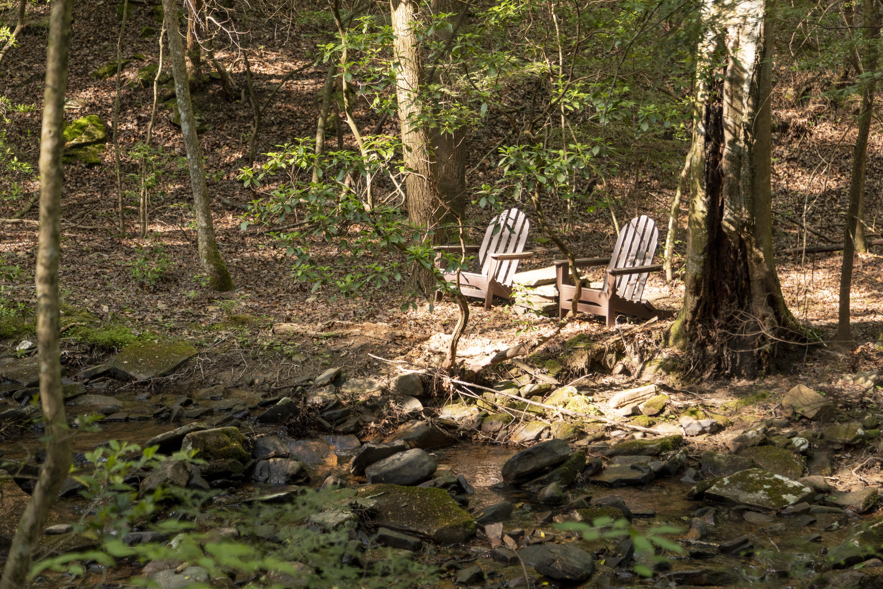 Turkey Trl Trail, Dunlap, Tennessee image 25