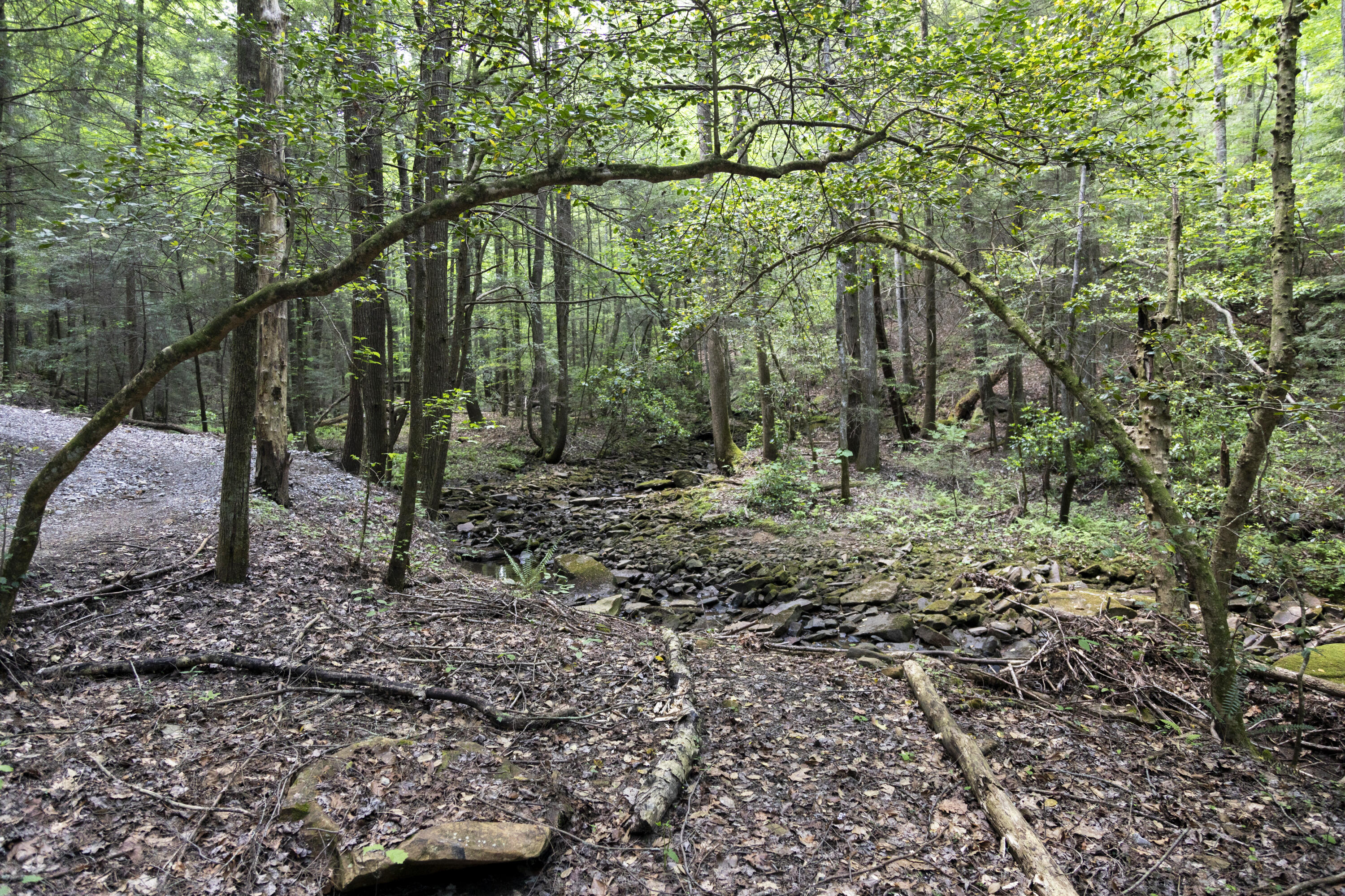 Turkey Trl Trail, Dunlap, Tennessee image 23
