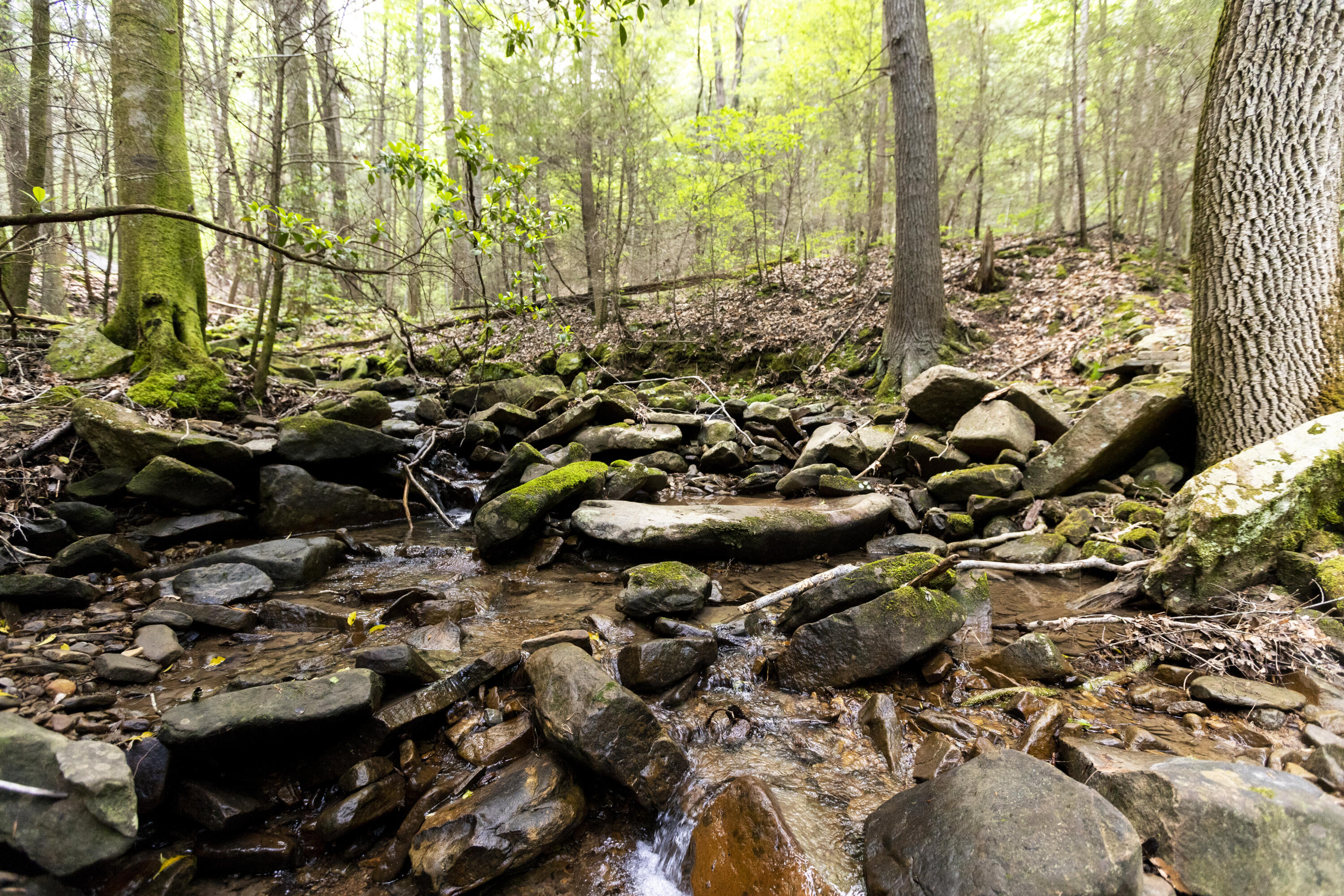 Turkey Trl Trail, Dunlap, Tennessee image 34
