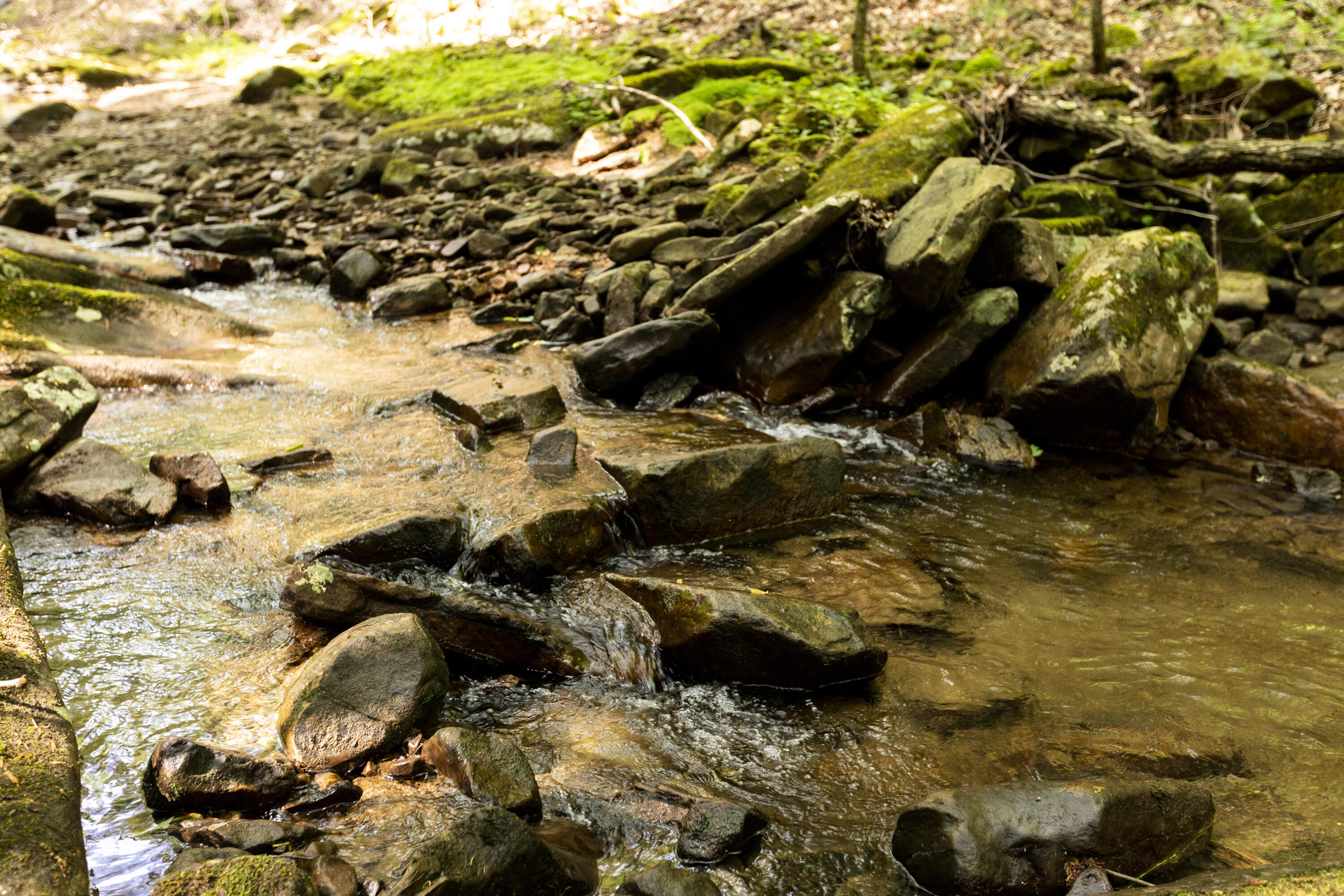 Turkey Trl Trail, Dunlap, Tennessee image 38