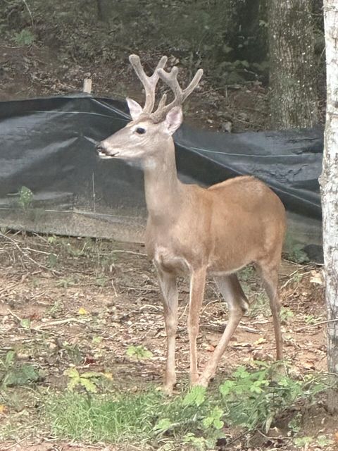 Tiny photo for 0 Cherokee Path, Jasper, TN 37347 (MLS # 1528628)