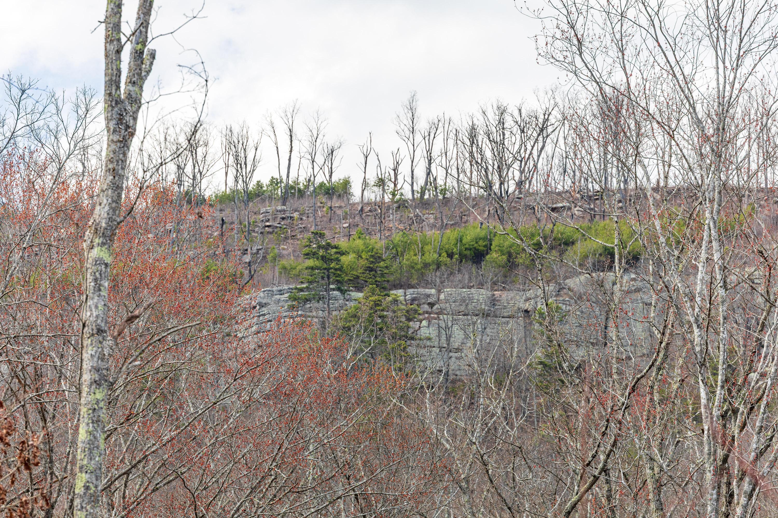Bench Road #TRACT 90, Pikeville, Tennessee image 23