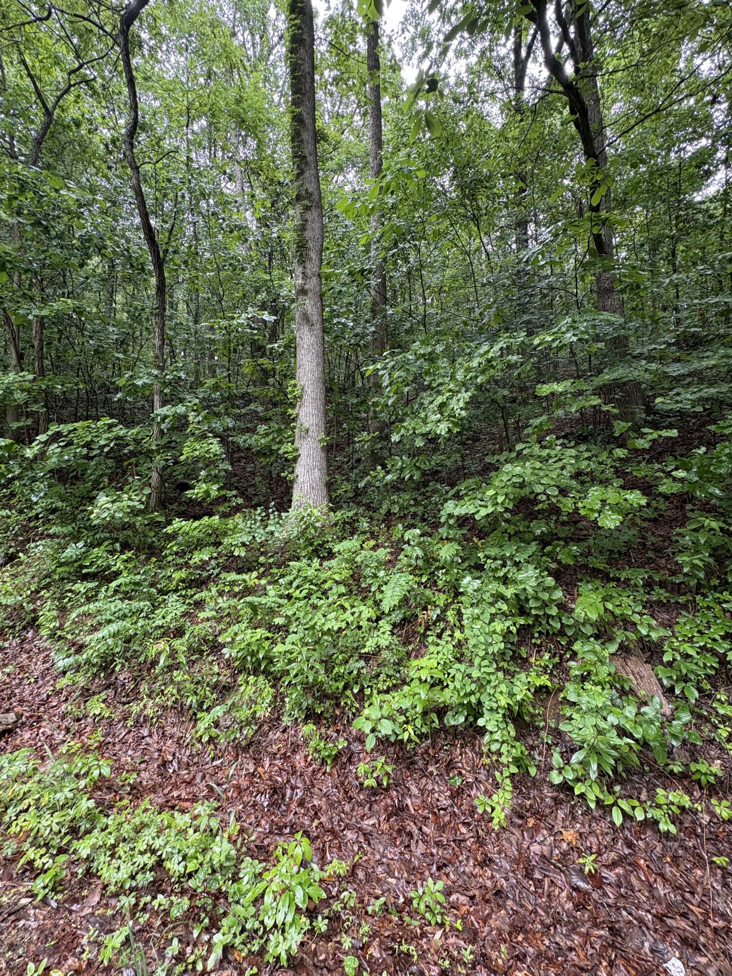 Highway 27, Whitwell, Tennessee image 1