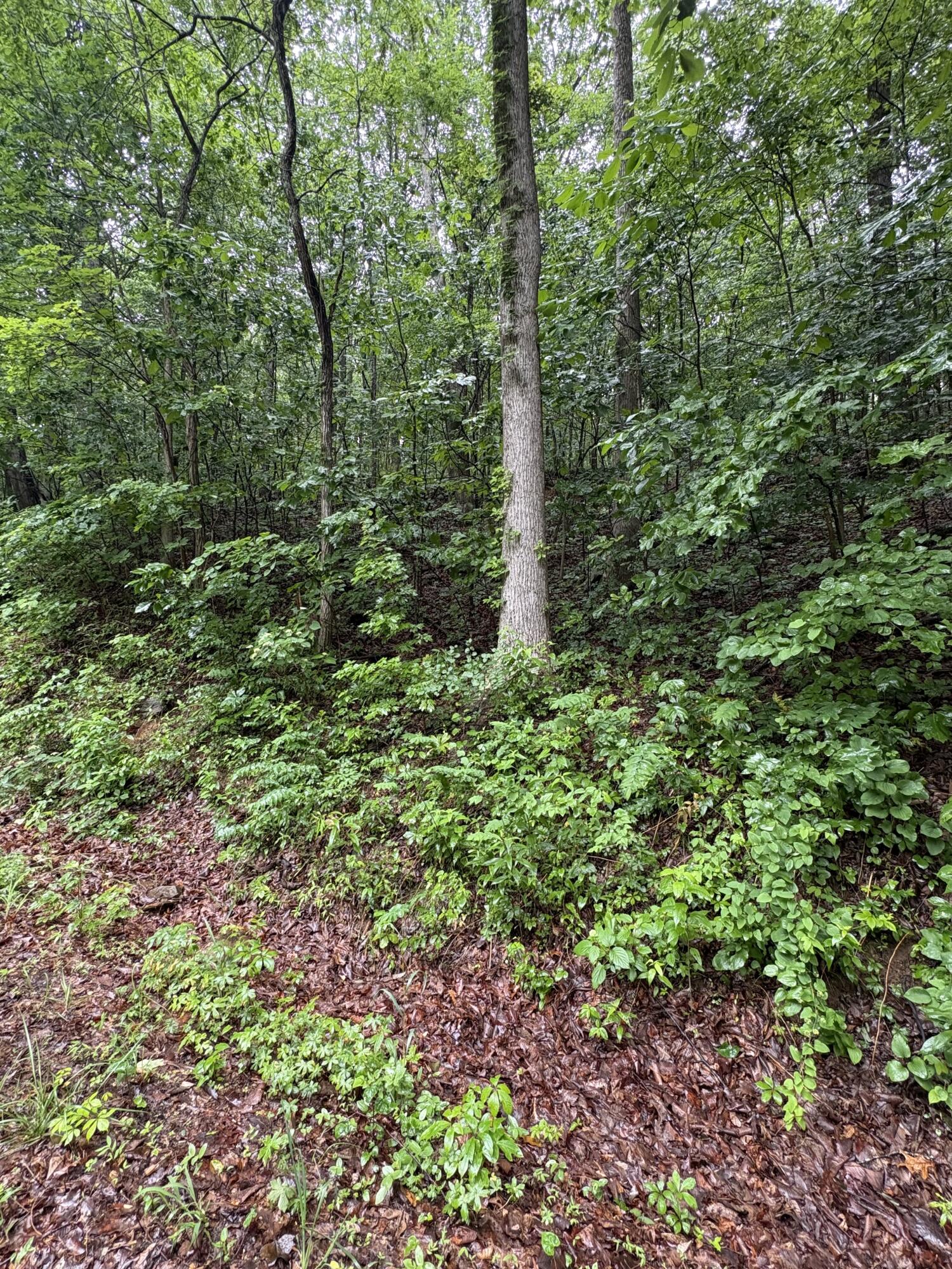 Highway 27, Whitwell, Tennessee image 2