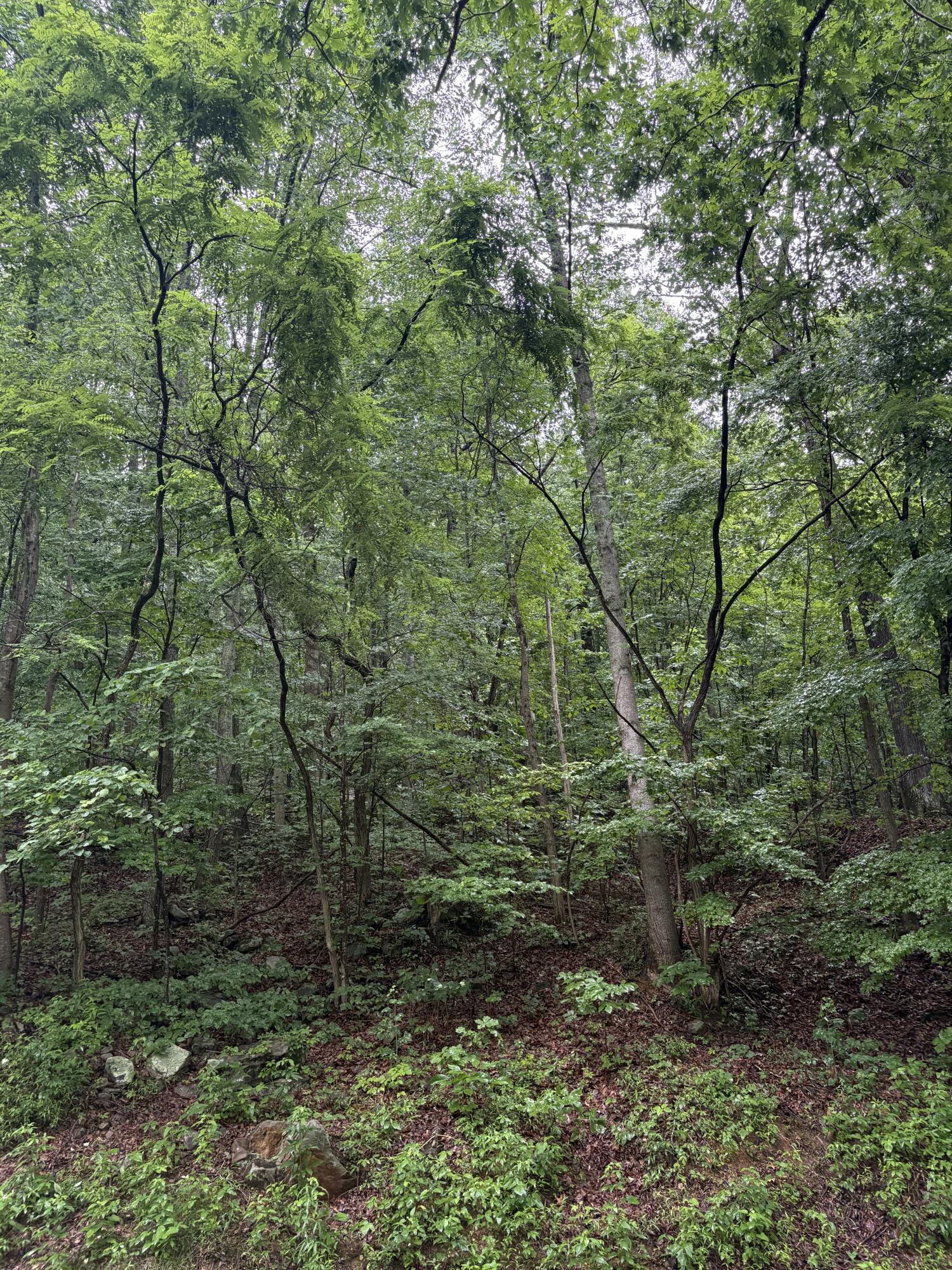 Highway 27, Whitwell, Tennessee image 4
