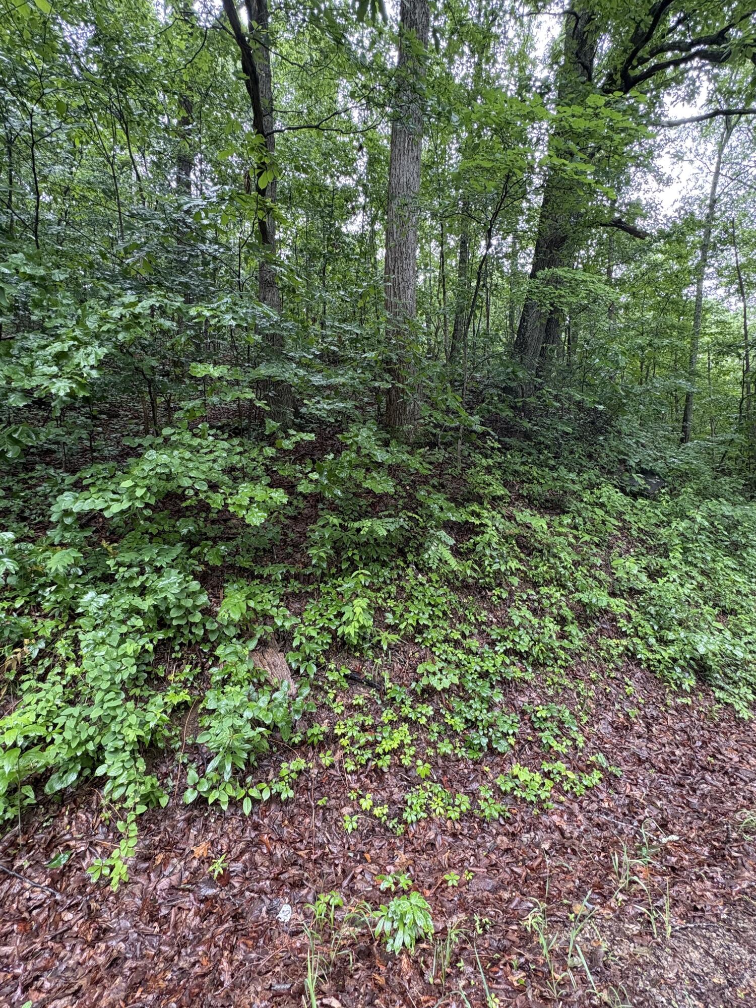 Highway 27, Whitwell, Tennessee image 5