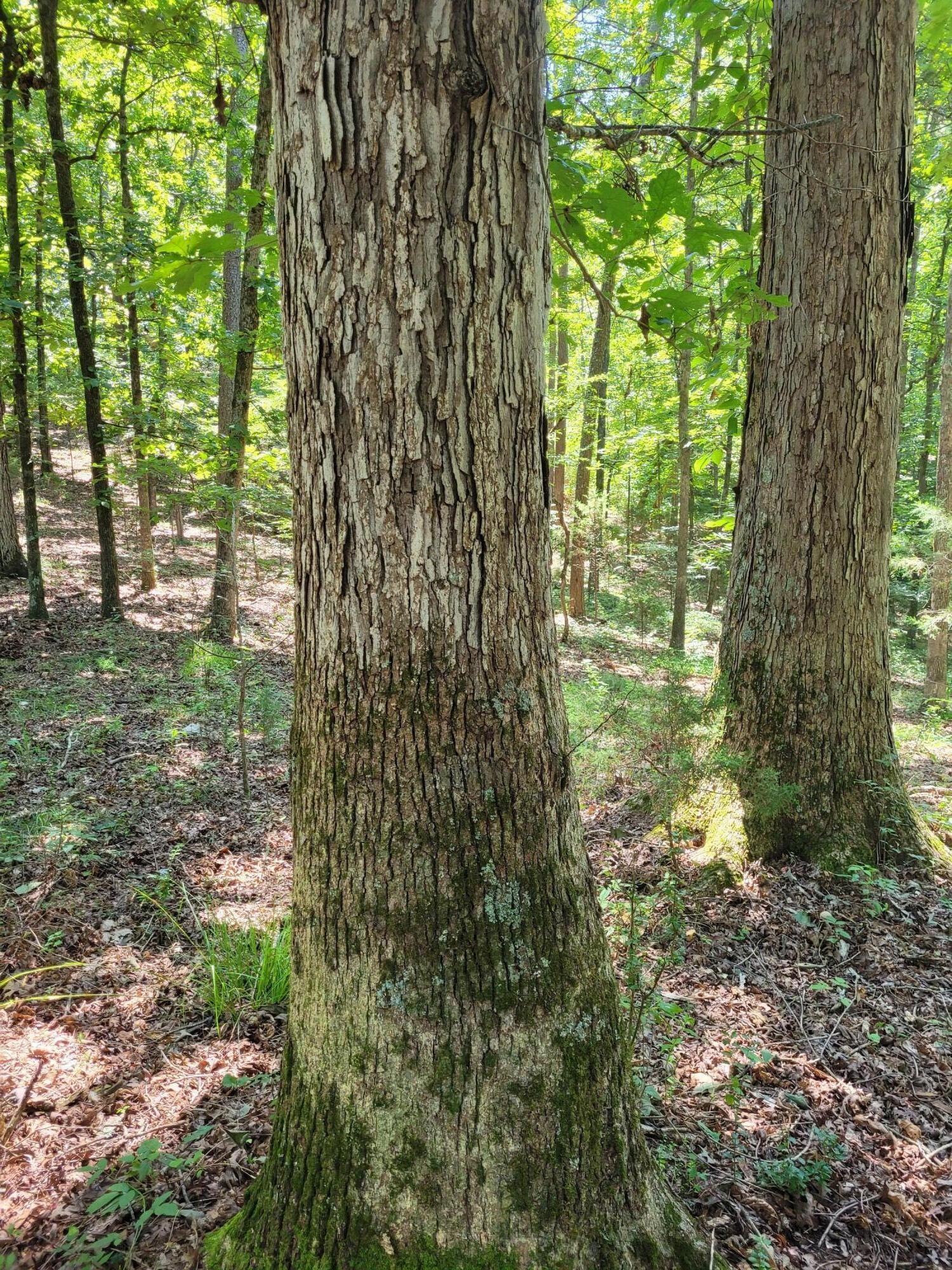 7000 SW Three Notch Road #20, Ringgold, Georgia image 7