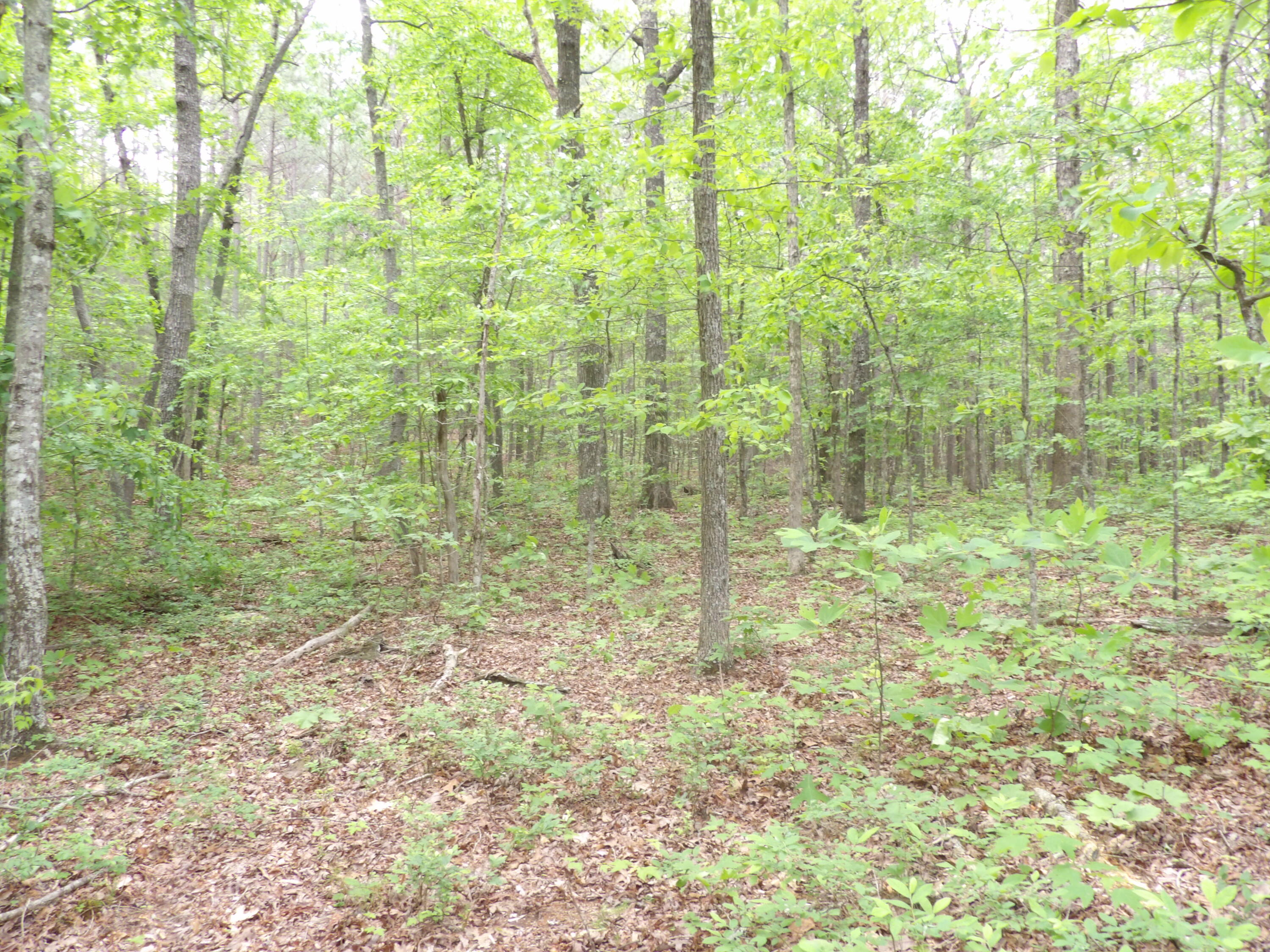 000 Overview Road, Crossville, Tennessee image 39