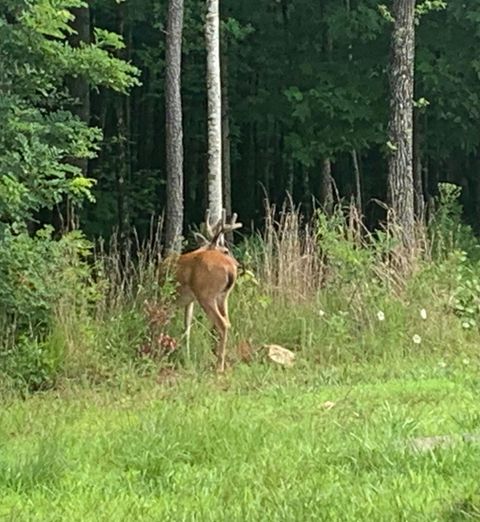 Photo of 4910 Raulston Falls Road, Jasper, TN 37347 (MLS # 1376310)