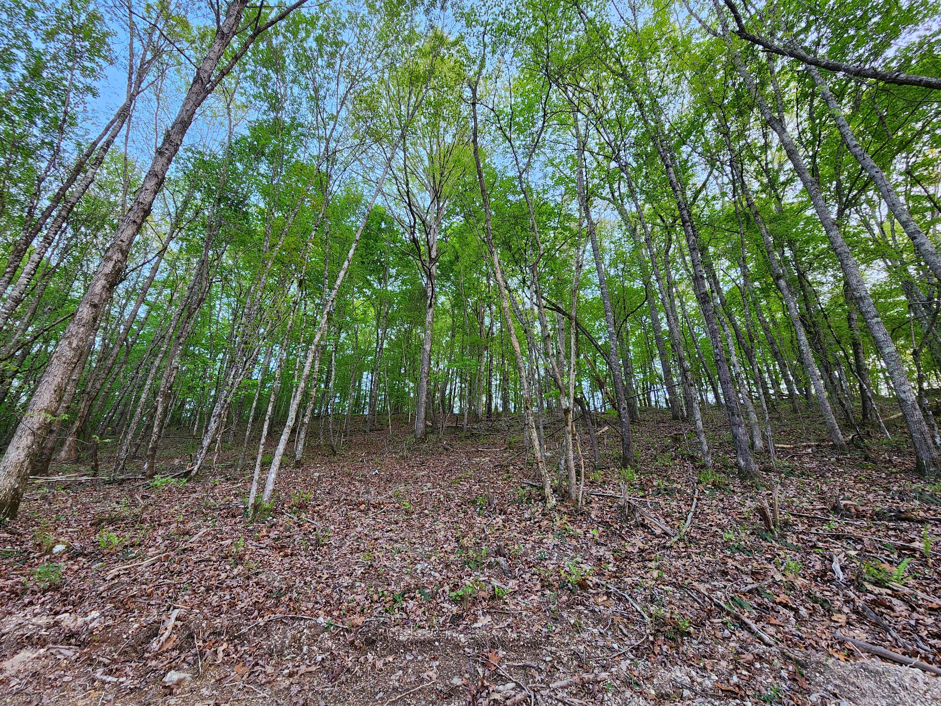 4622 Parker Loop Road, Birchwood, Tennessee image 6