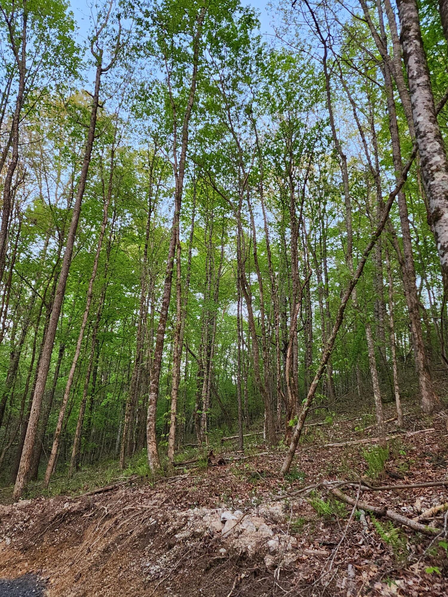 4622 Parker Loop Road, Birchwood, Tennessee image 8