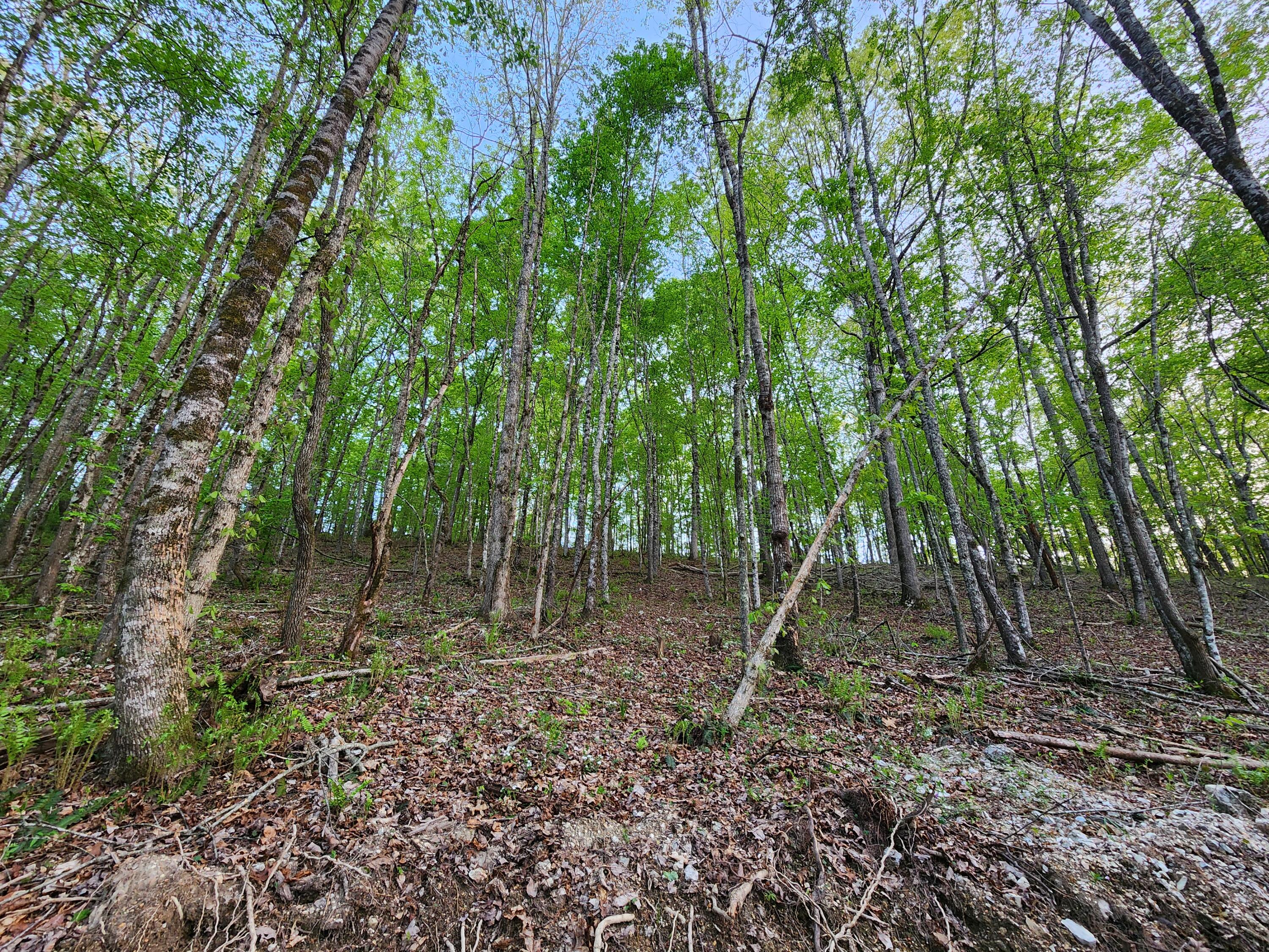 4622 Parker Loop Road, Birchwood, Tennessee image 12