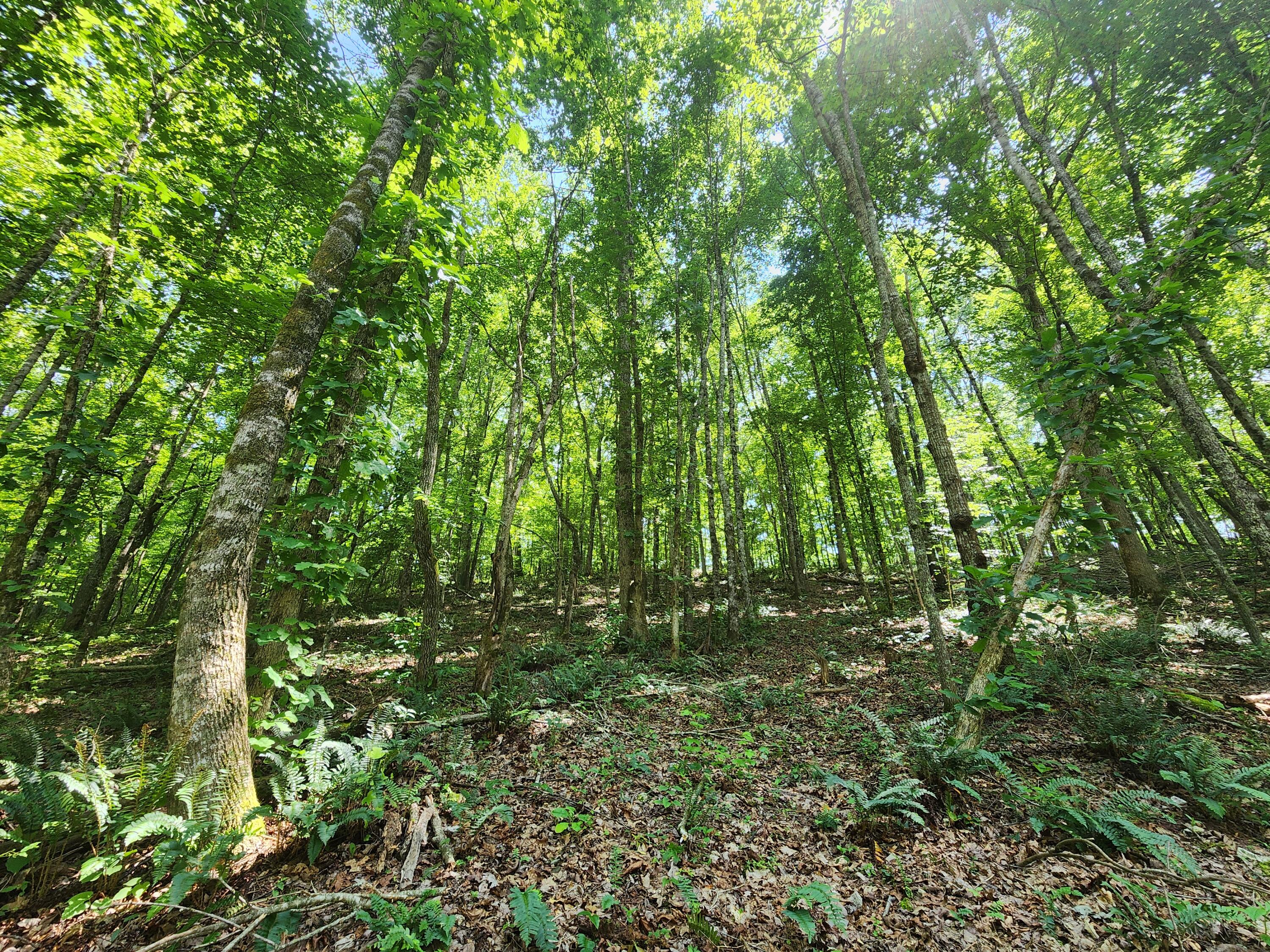 4622 Parker Loop Road, Birchwood, Tennessee image 22