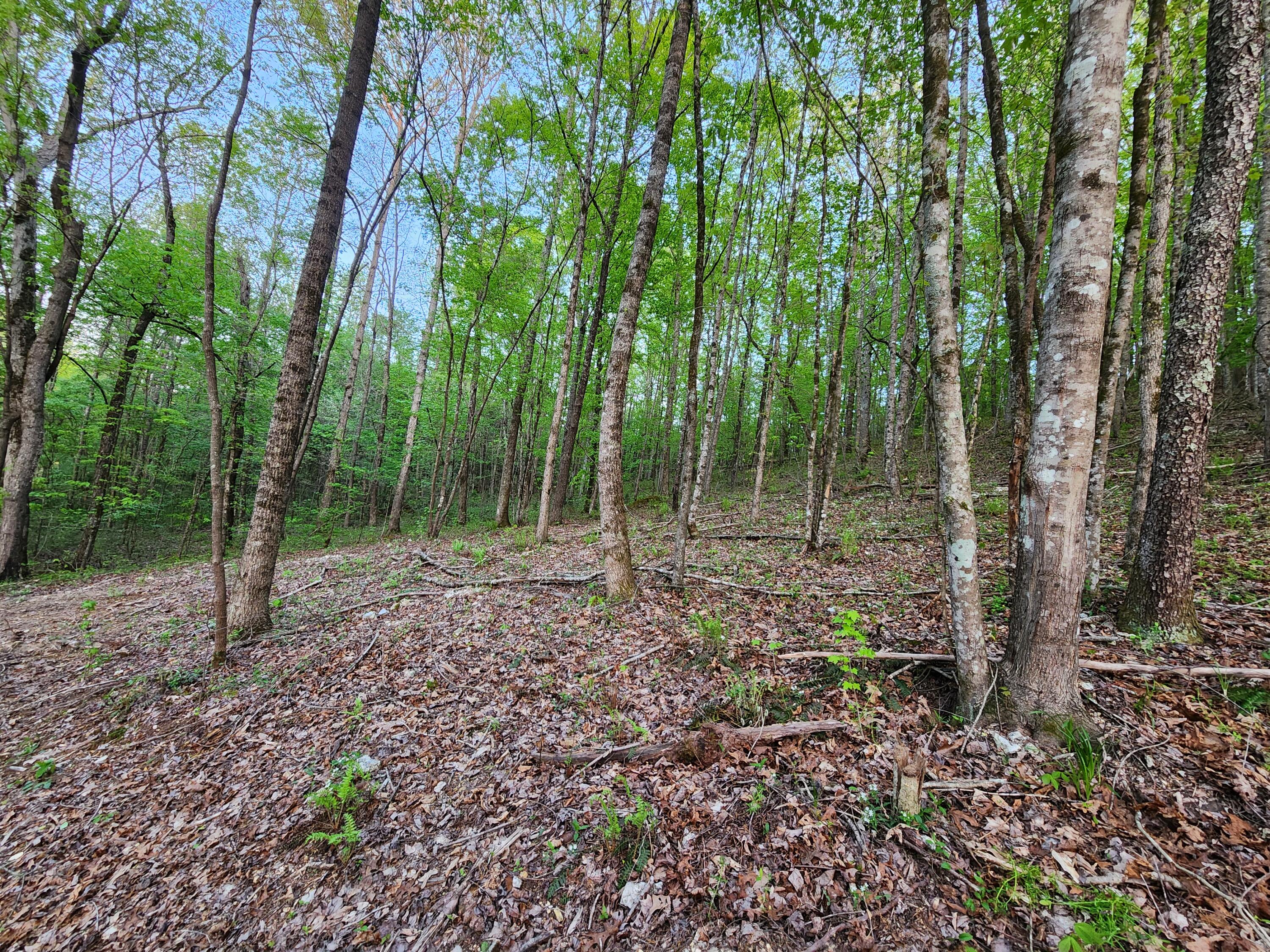 4622 Parker Loop Road, Birchwood, Tennessee image 11