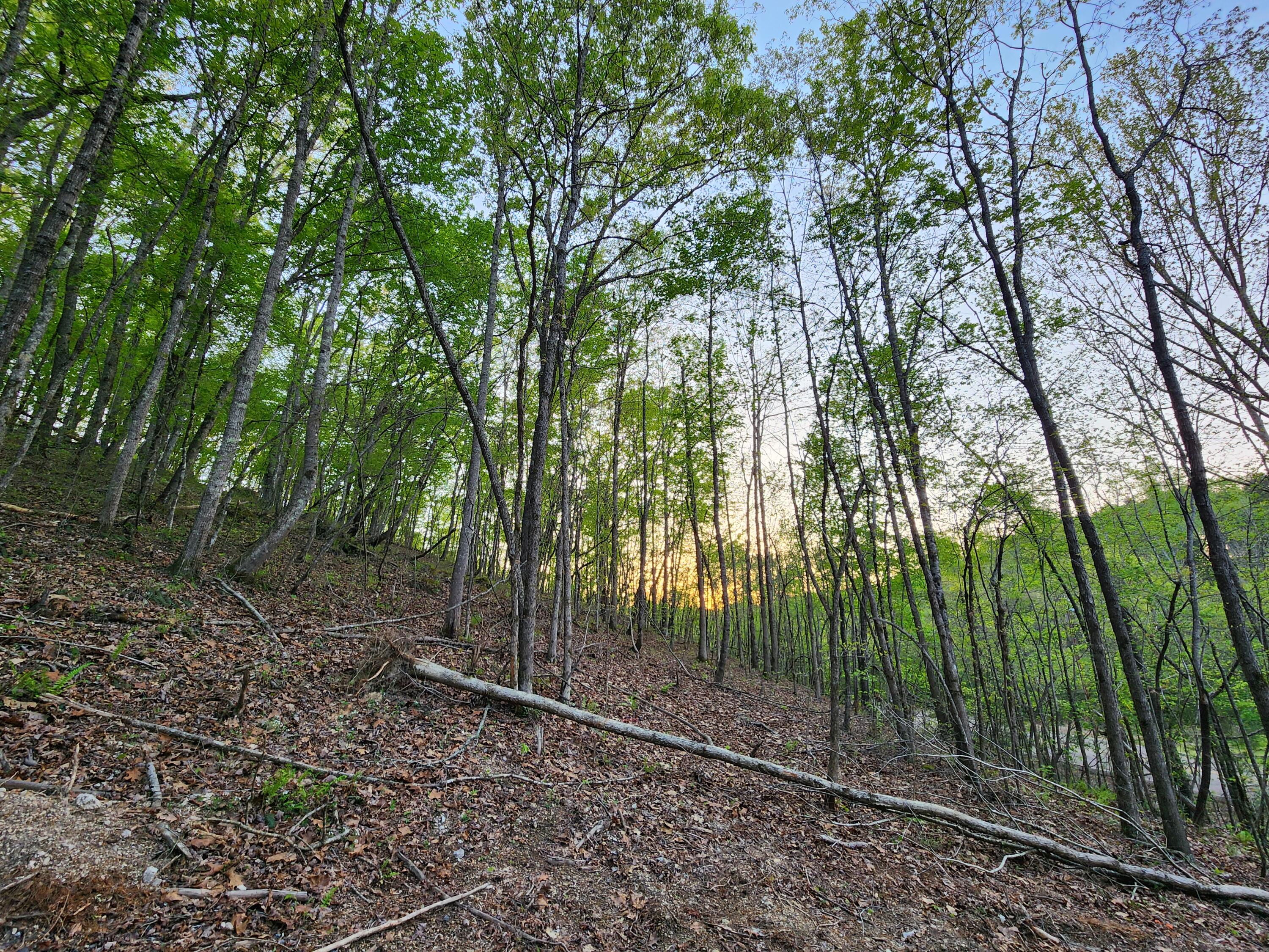 4622 Parker Loop Road, Birchwood, Tennessee image 5