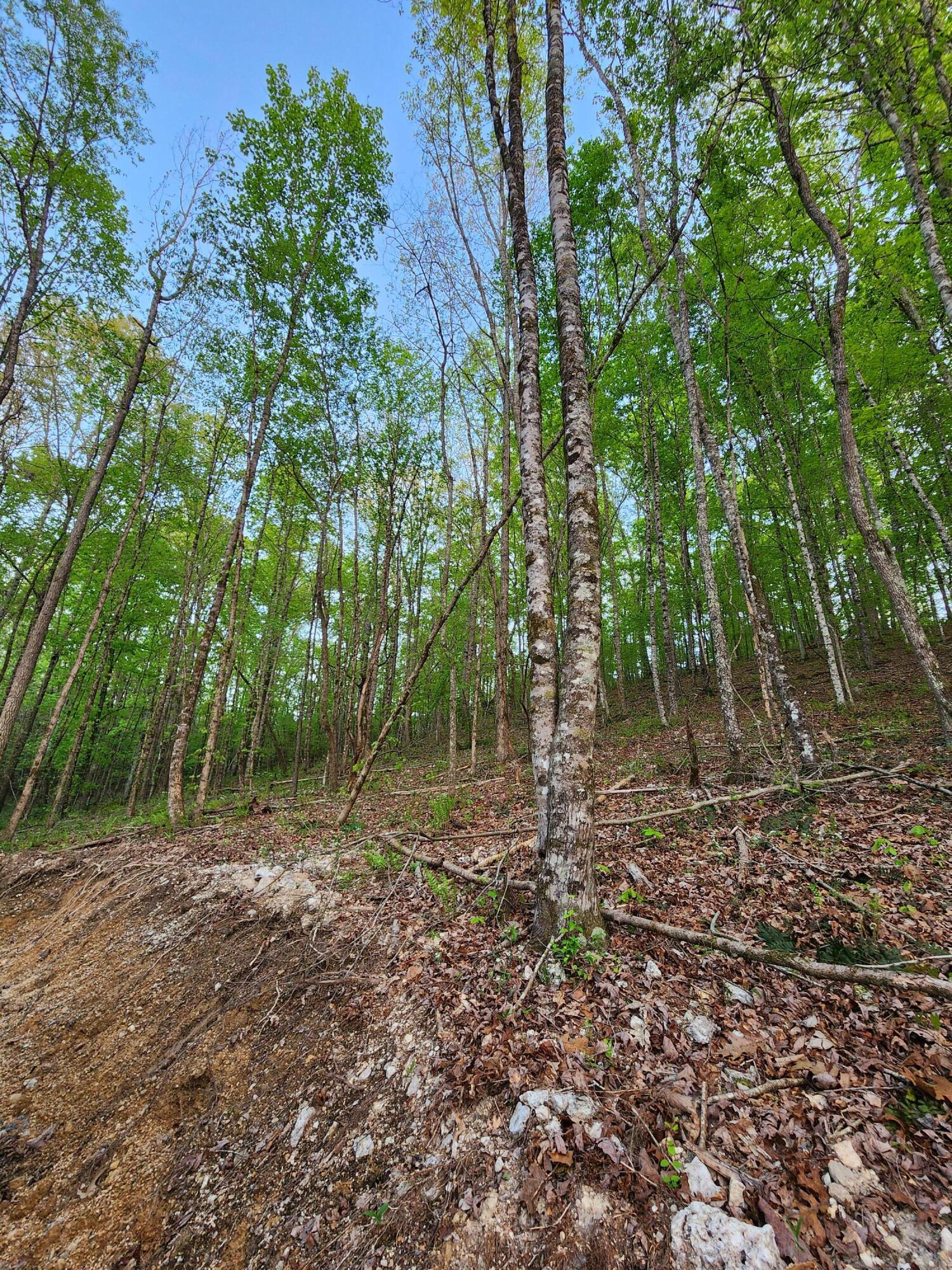 4622 Parker Loop Road, Birchwood, Tennessee image 7