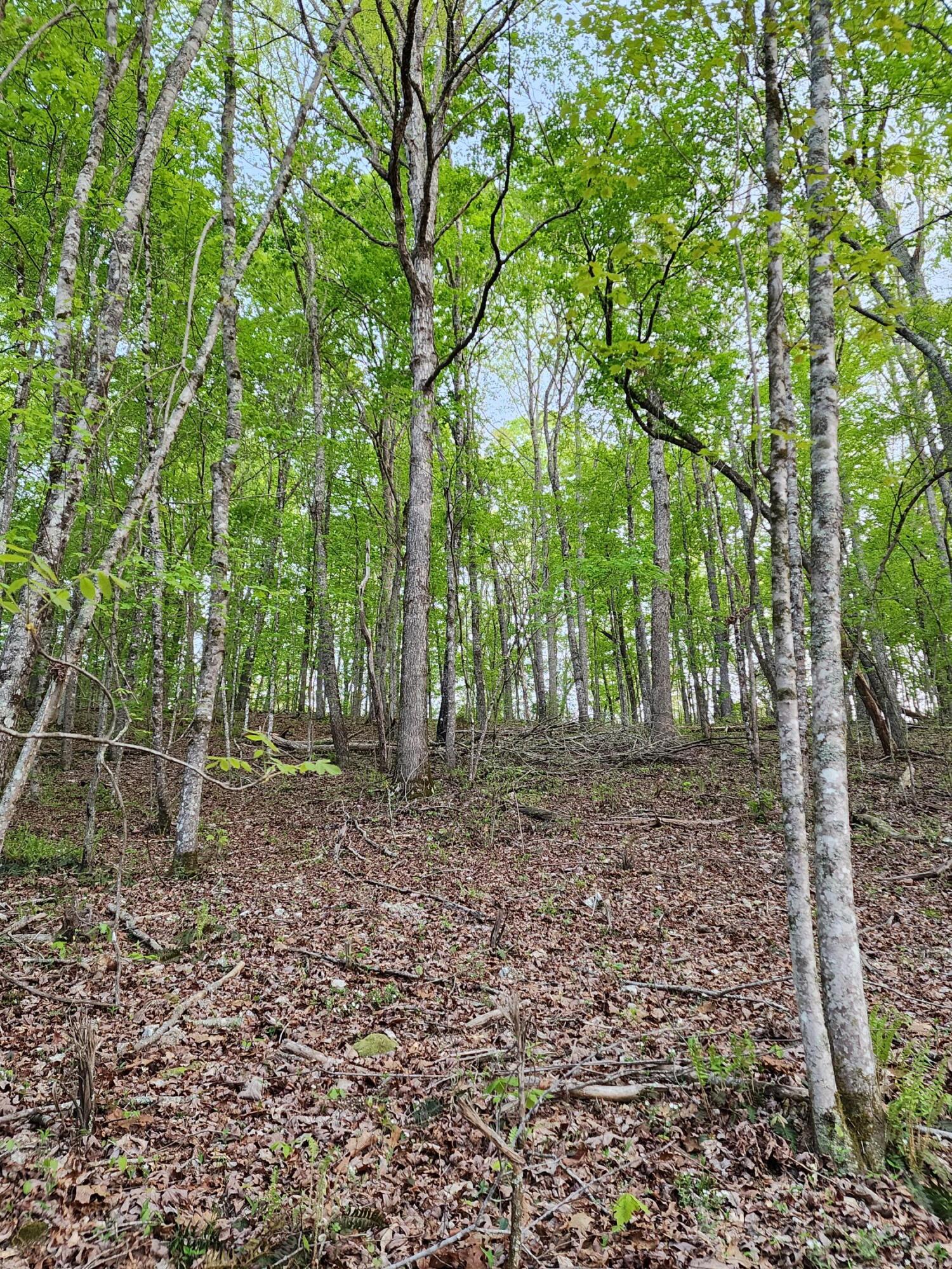 4622 Parker Loop Road, Birchwood, Tennessee image 1
