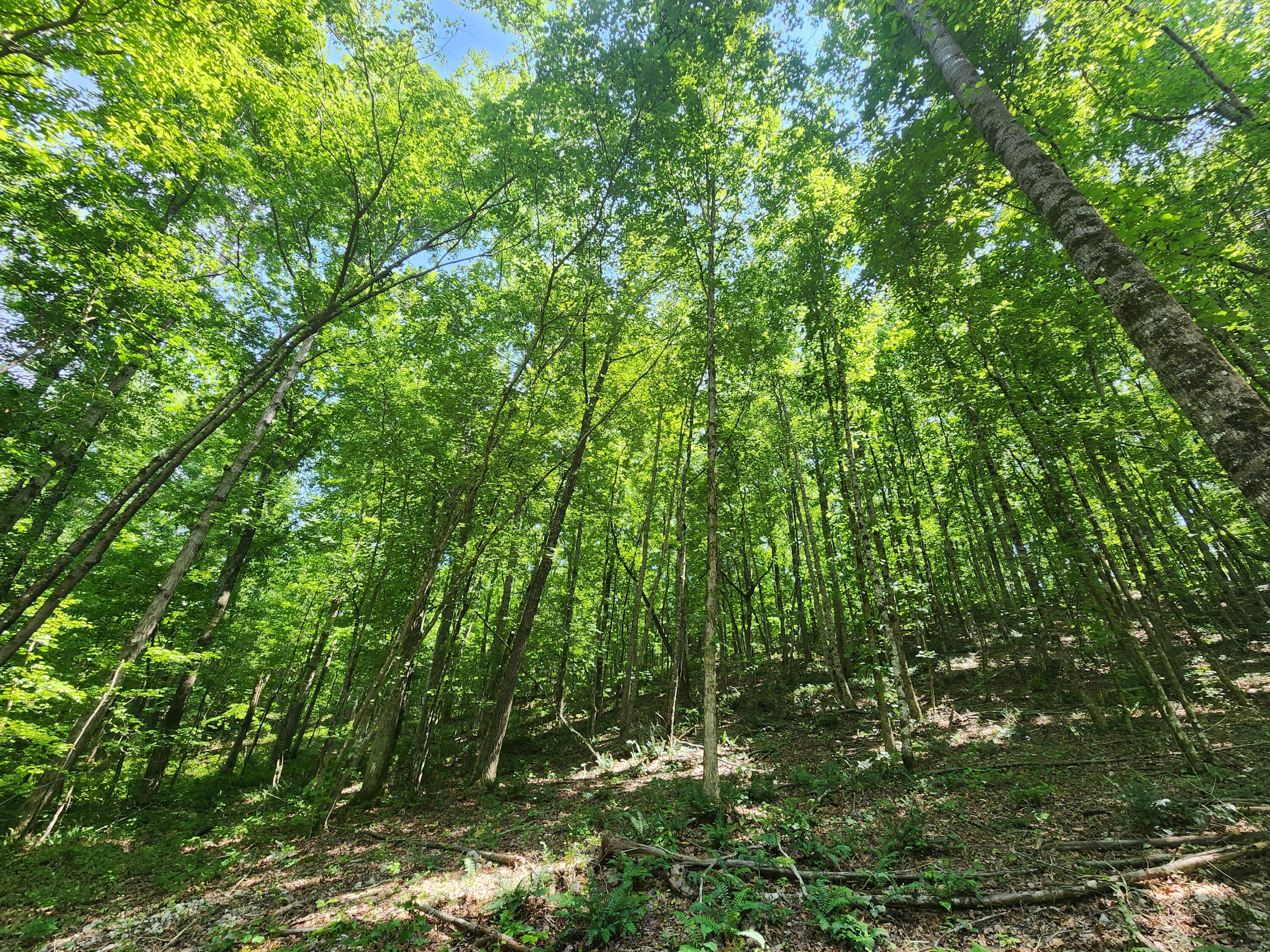 4622 Parker Loop Road, Birchwood, Tennessee image 24
