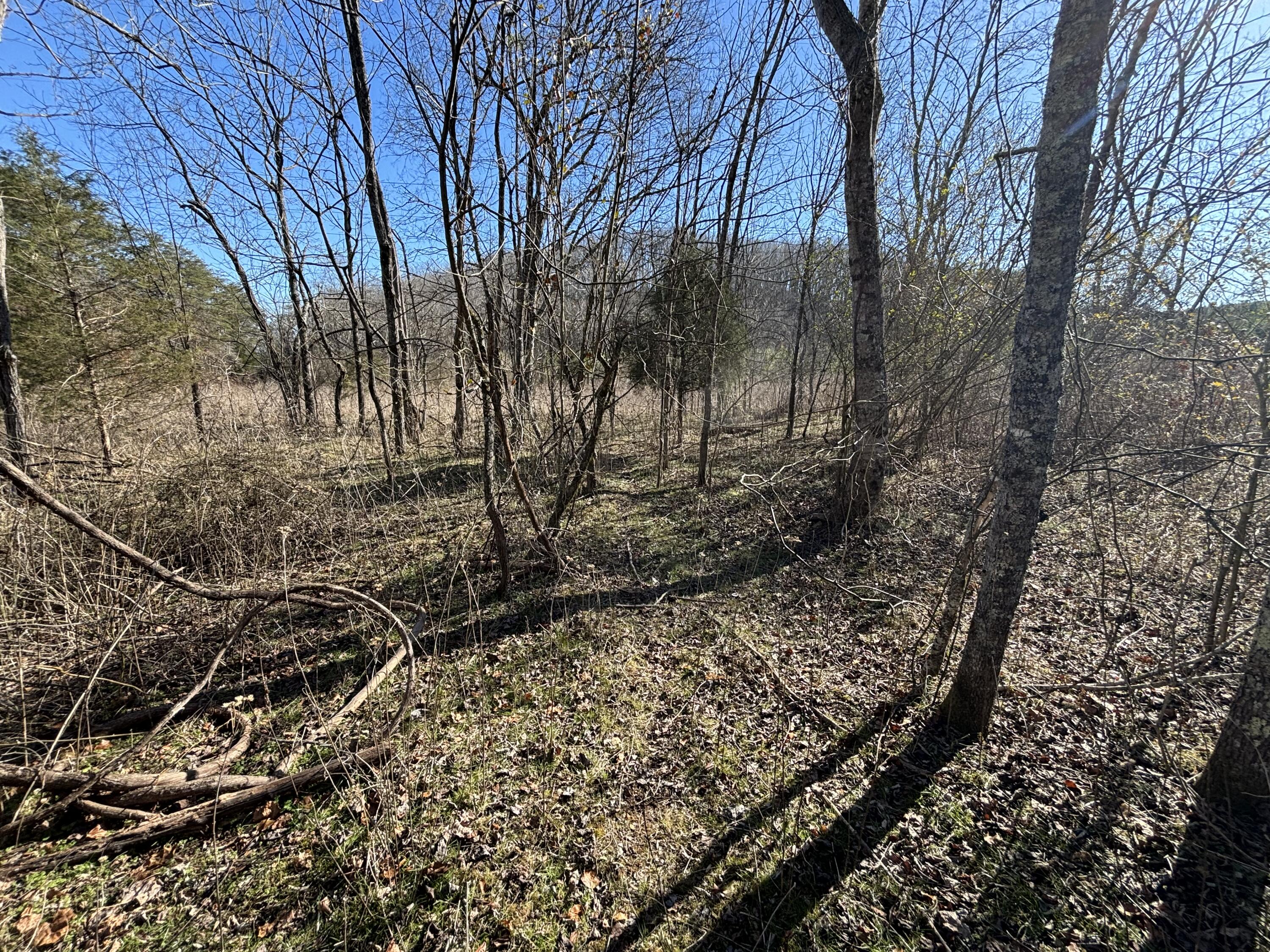 Dividing Ridge Road, Spring City, Tennessee image 30