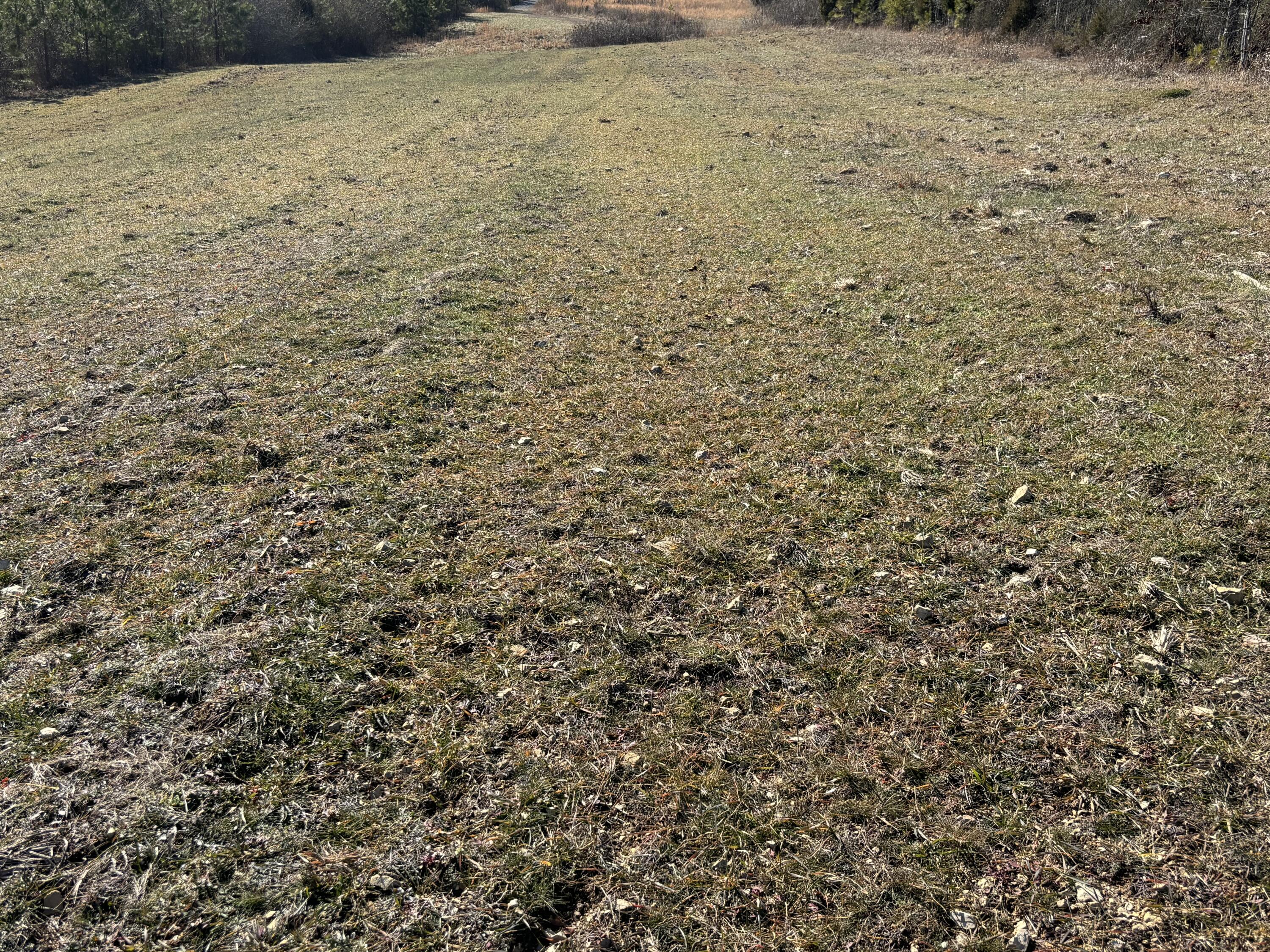 Dividing Ridge Road, Spring City, Tennessee image 14