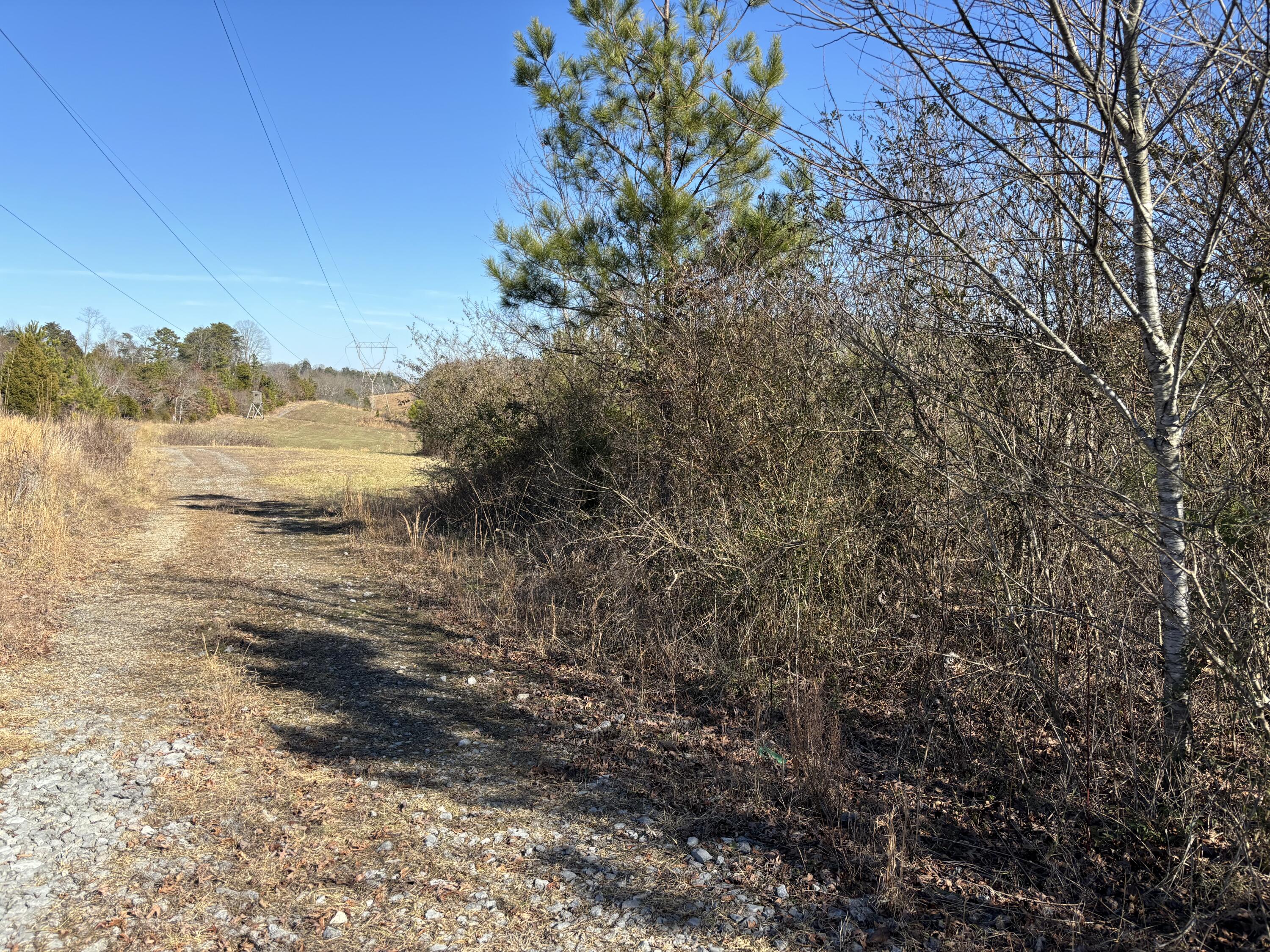 Dividing Ridge Road, Spring City, Tennessee image 3