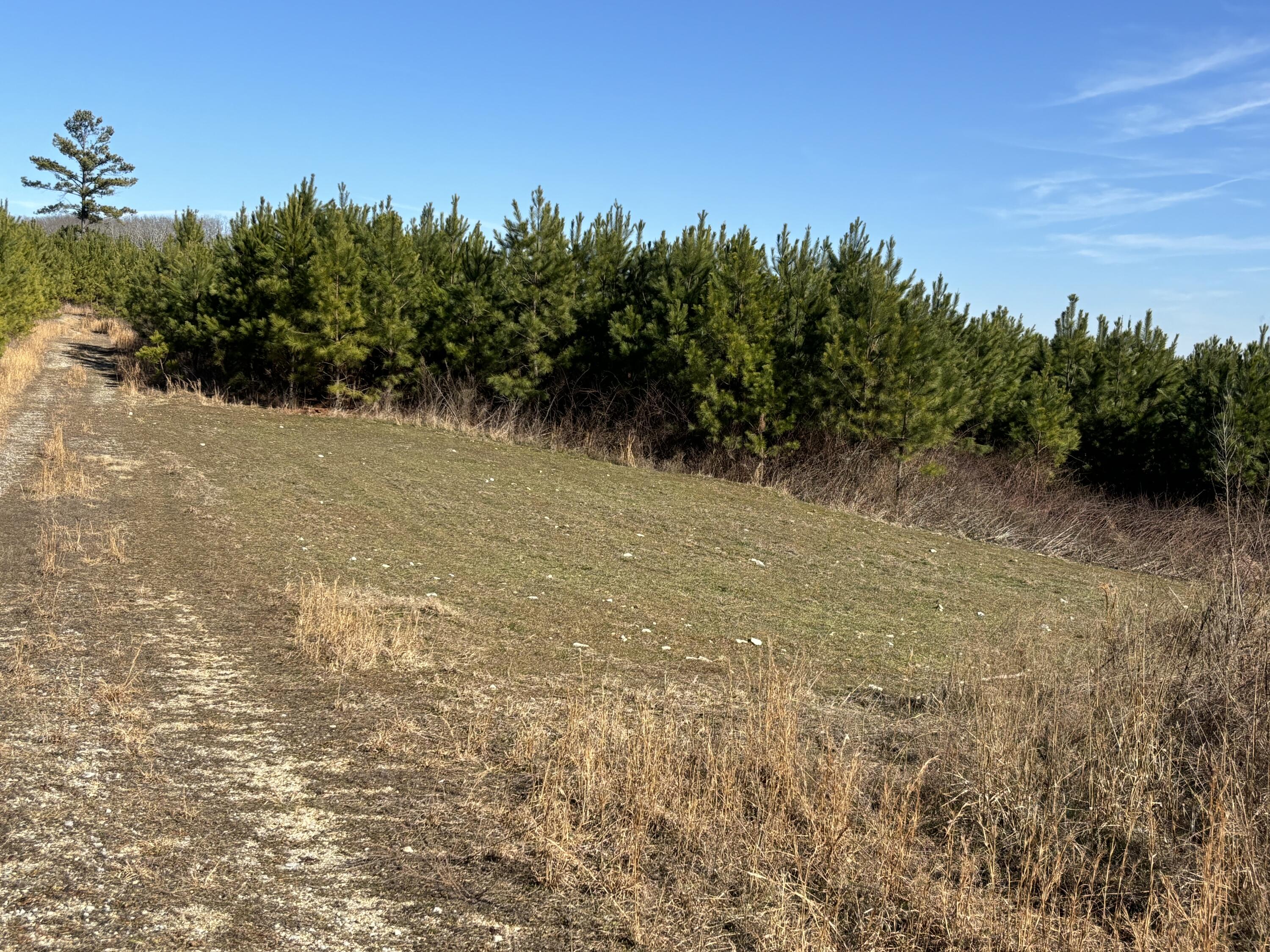 Dividing Ridge Road, Spring City, Tennessee image 18