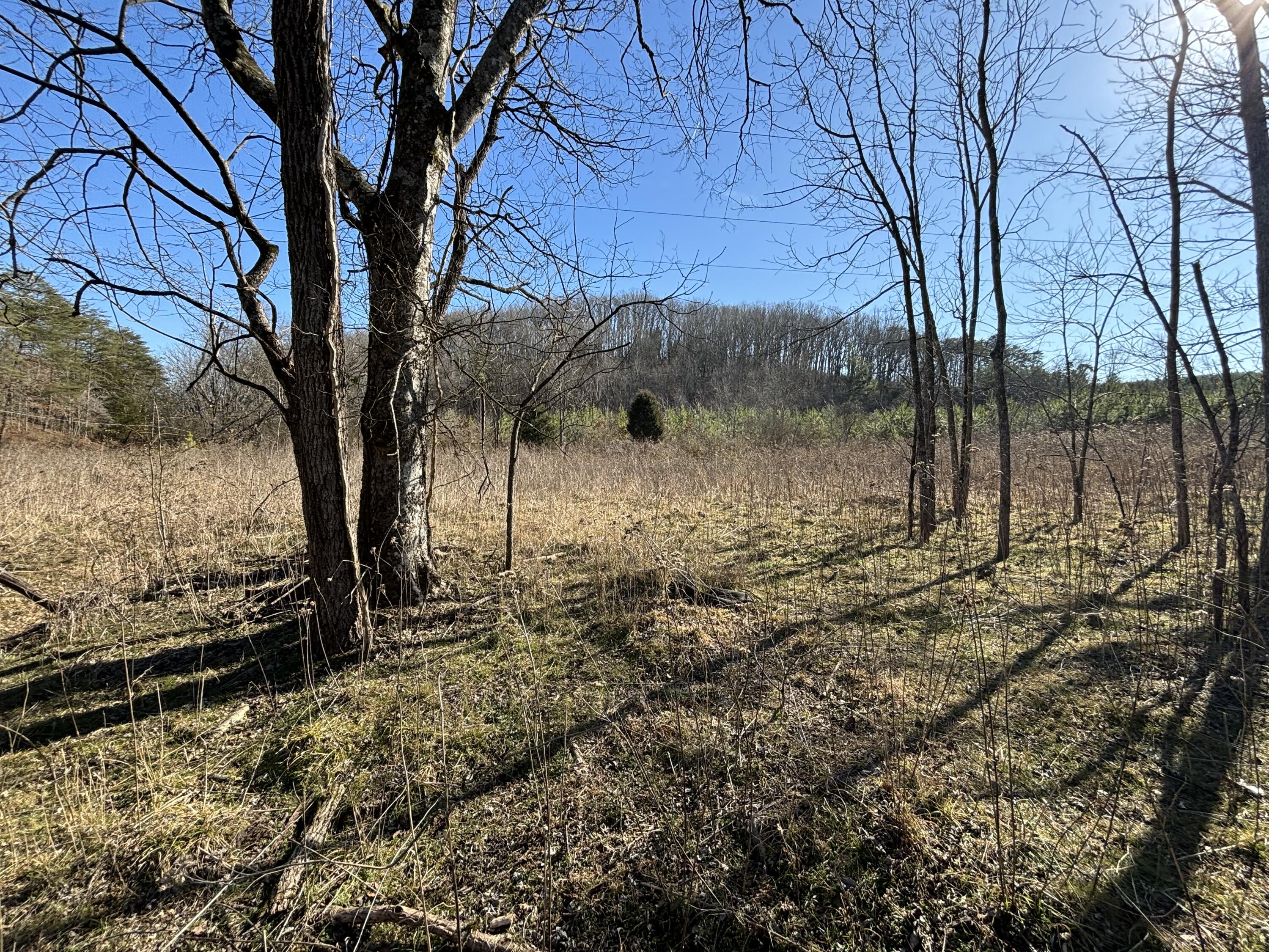 Dividing Ridge Road, Spring City, Tennessee image 31