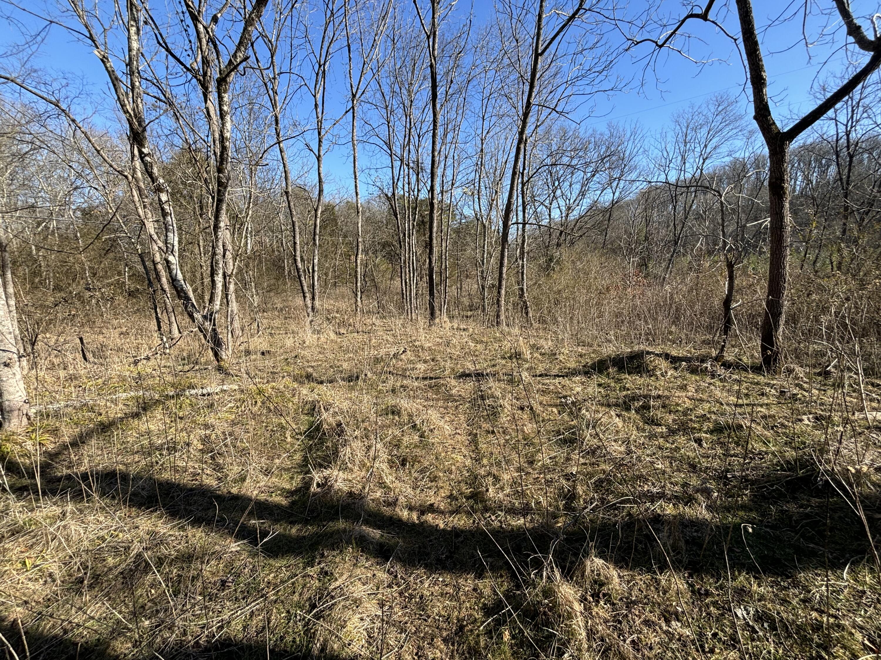 Dividing Ridge Road, Spring City, Tennessee image 4