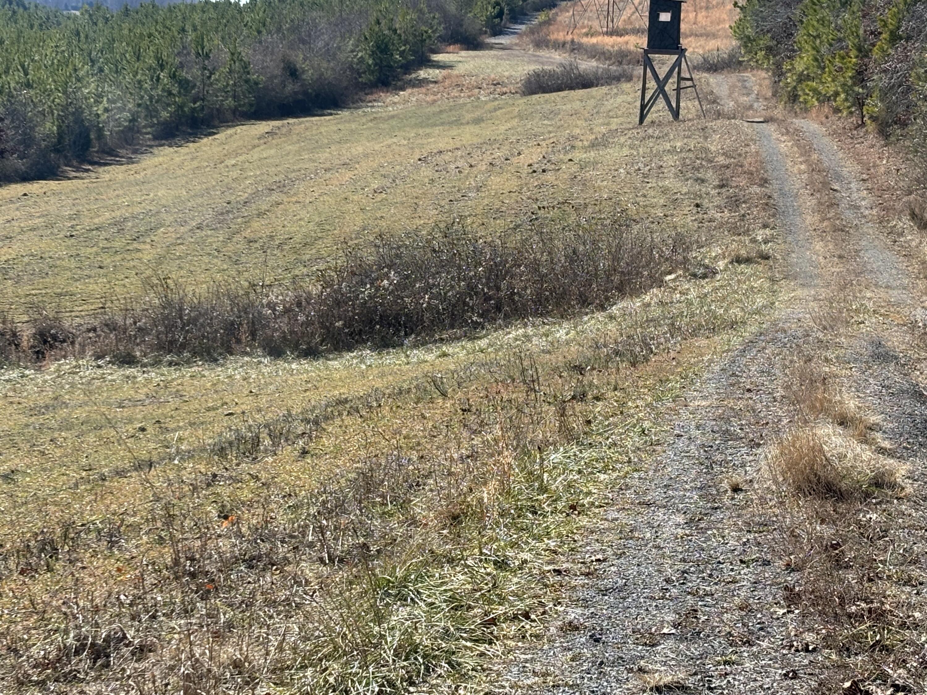 Dividing Ridge Road, Spring City, Tennessee image 9