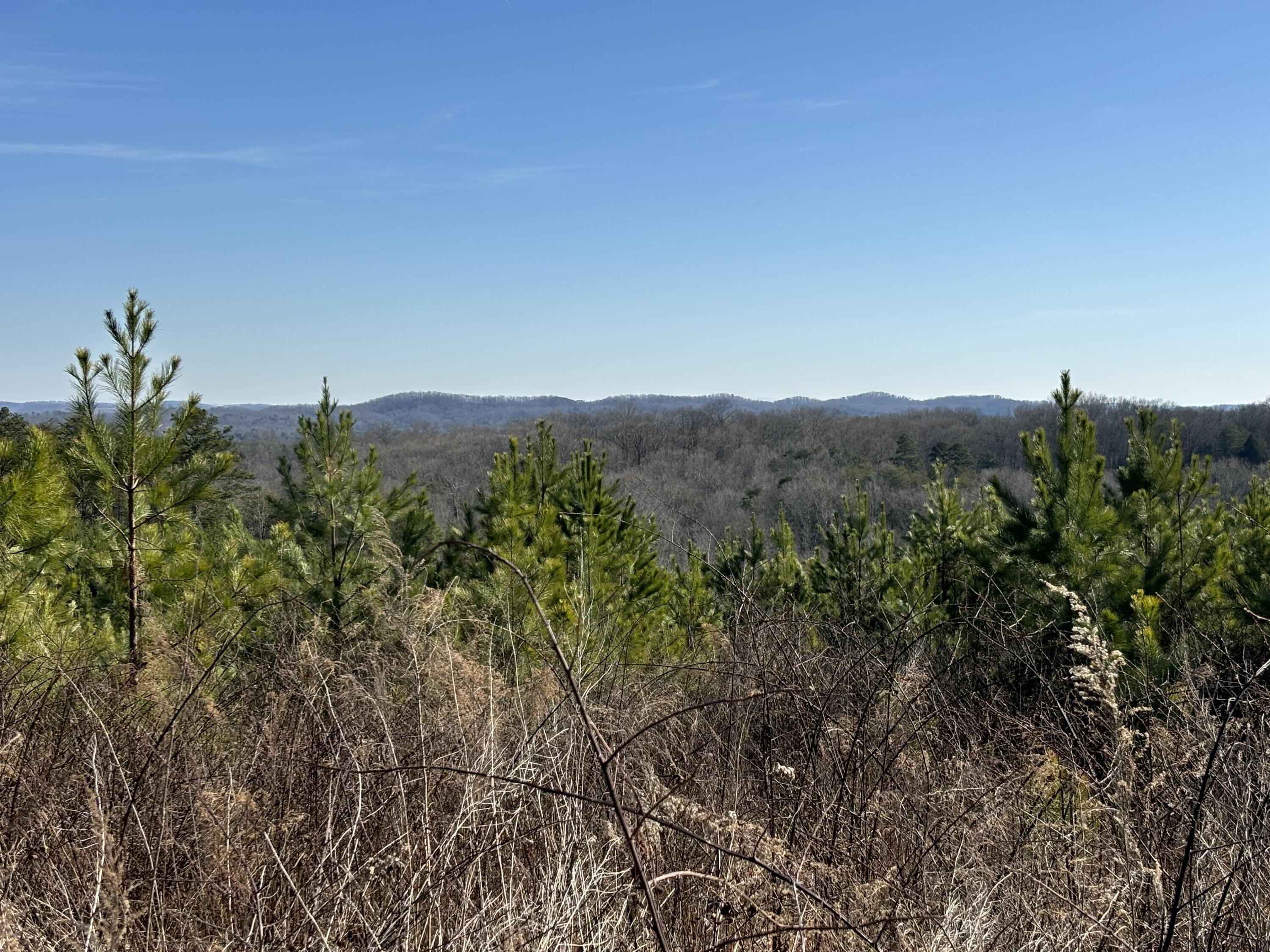 Dividing Ridge Road, Spring City, Tennessee image 26