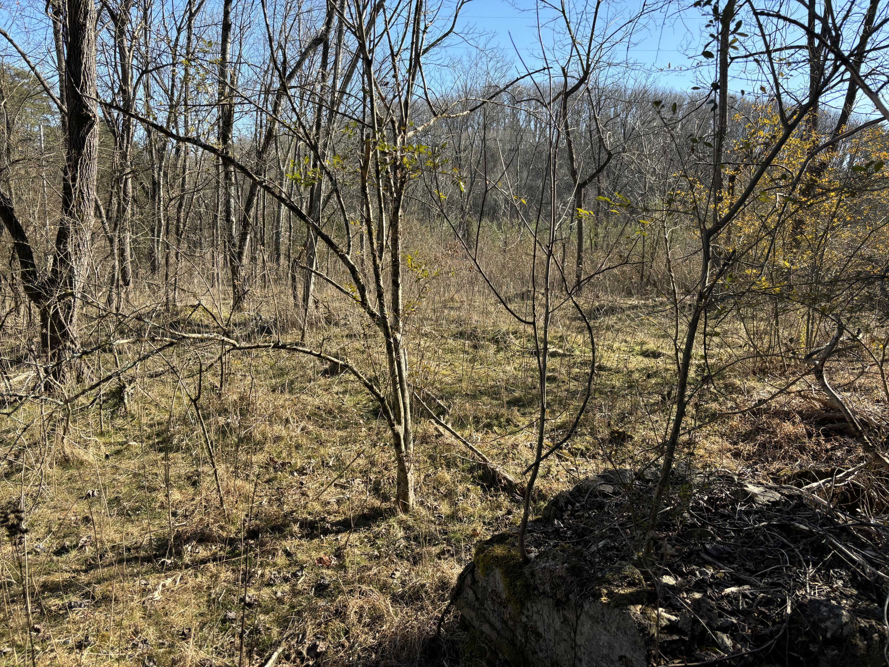 Dividing Ridge Road, Spring City, Tennessee image 29