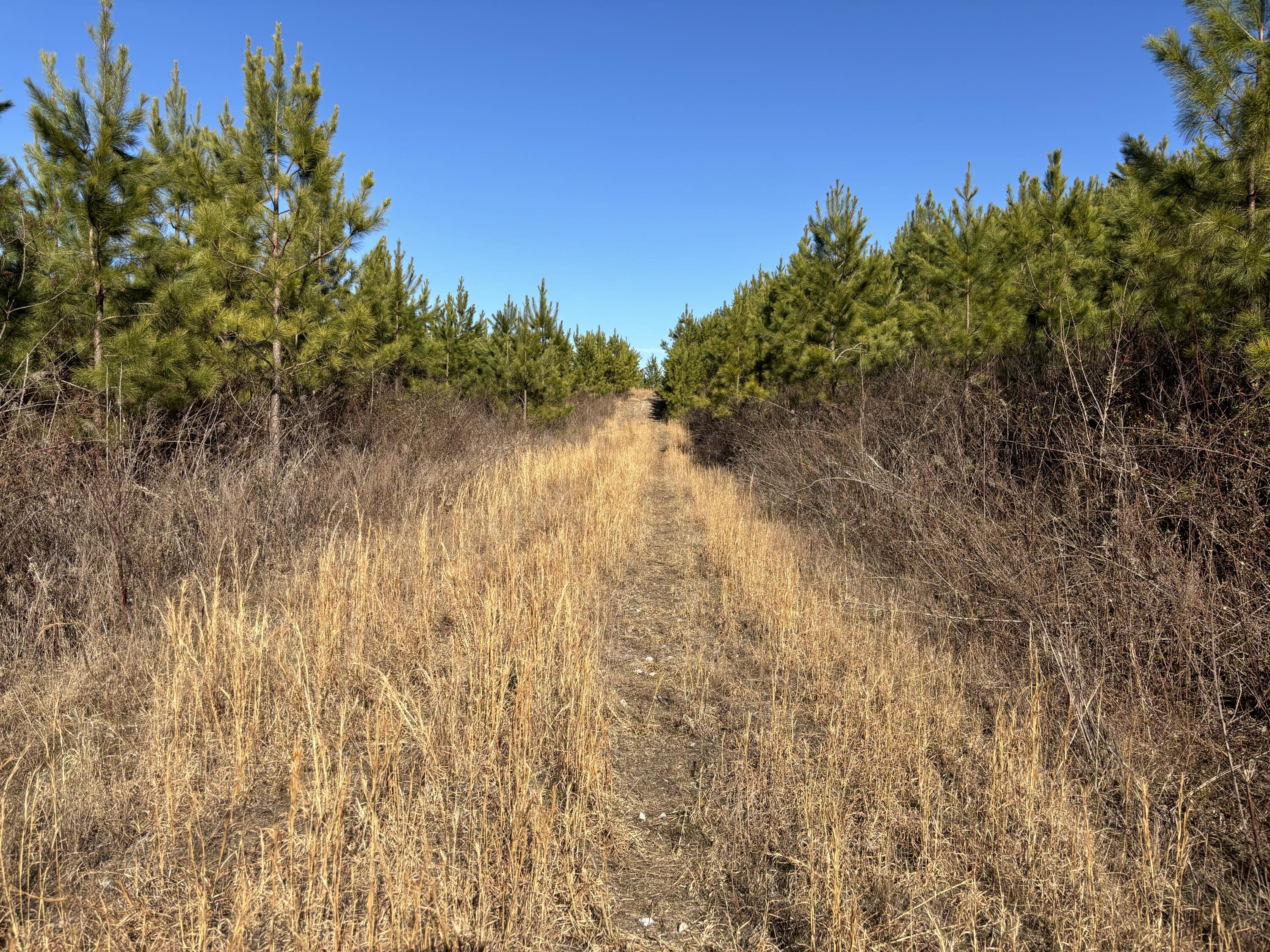 Dividing Ridge Road, Spring City, Tennessee image 2