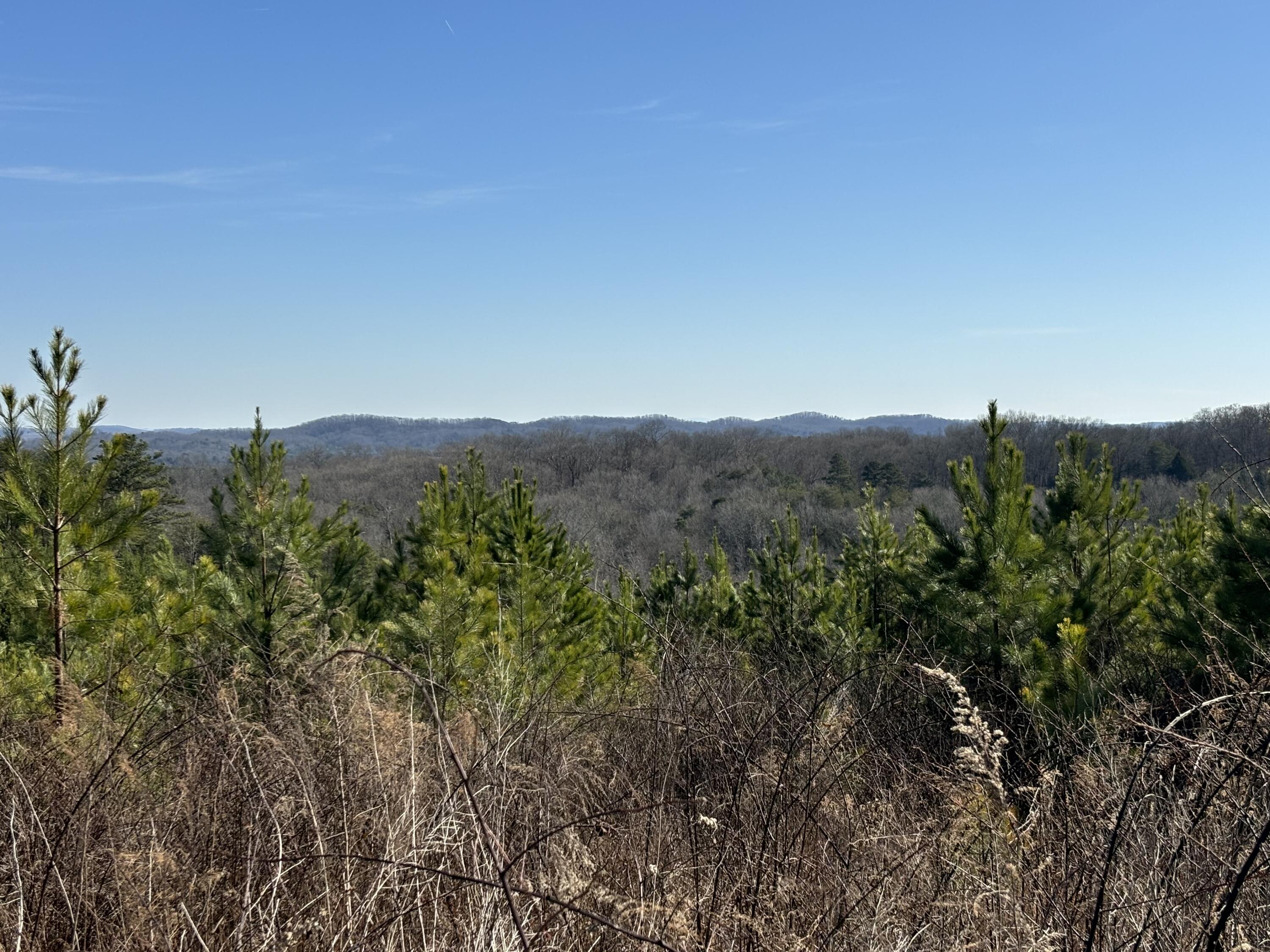 Dividing Ridge Road, Spring City, Tennessee image 8
